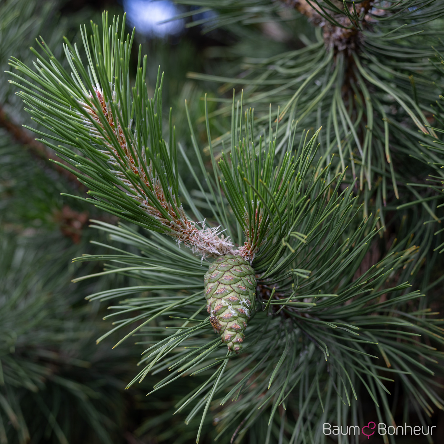 Pinus nigra subsp. nigra
