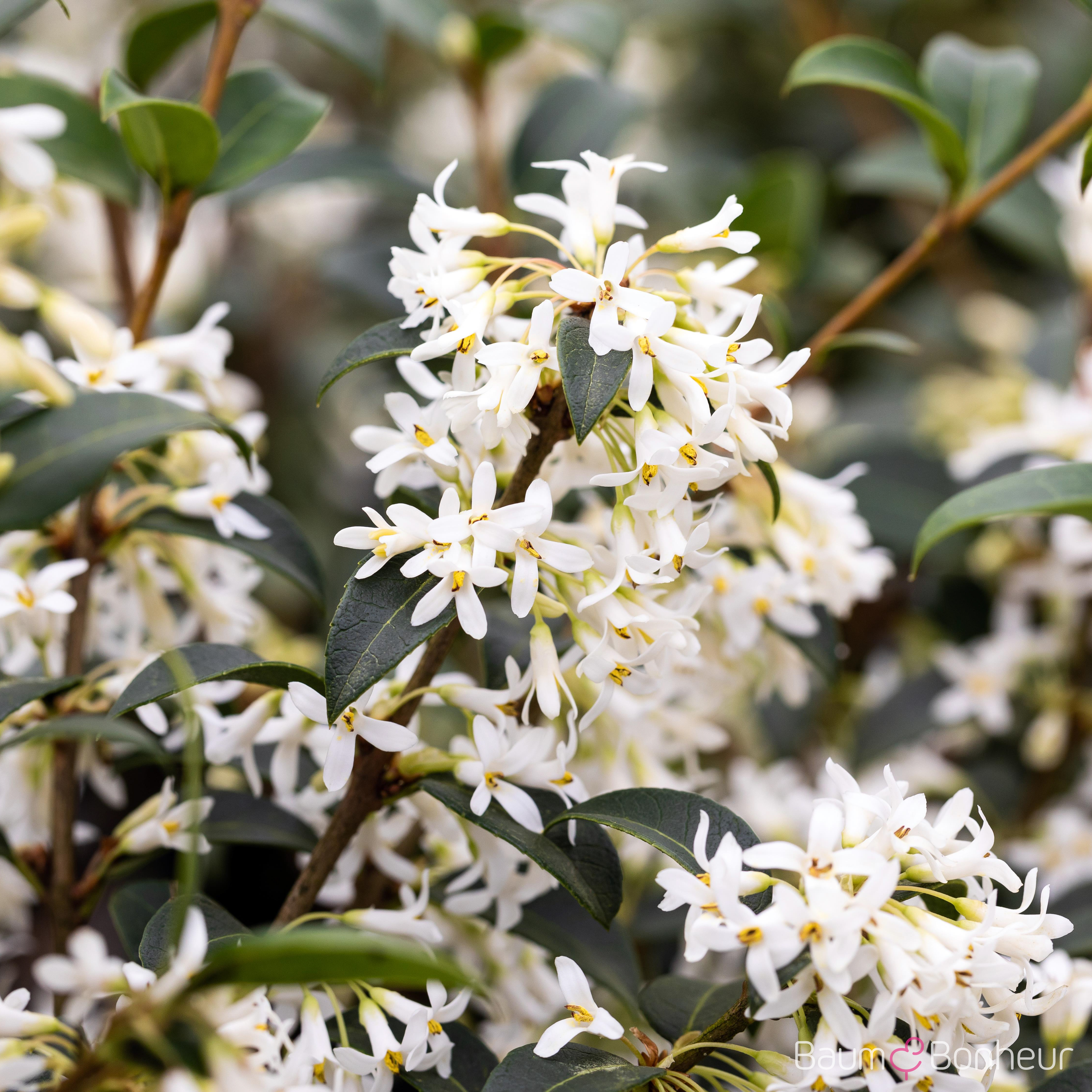 Osmanthus burkwoodii