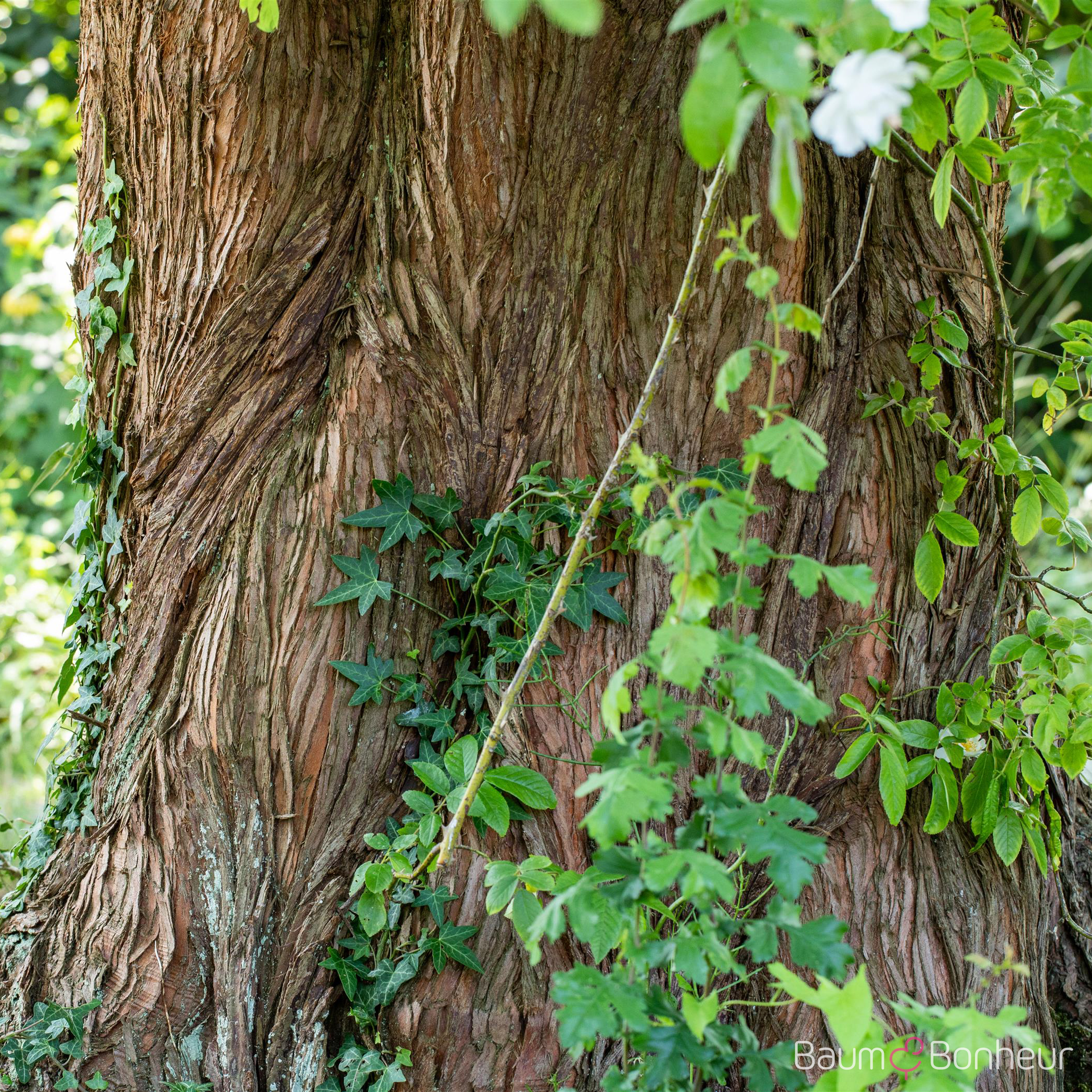 Metasequoia glyptostroboides