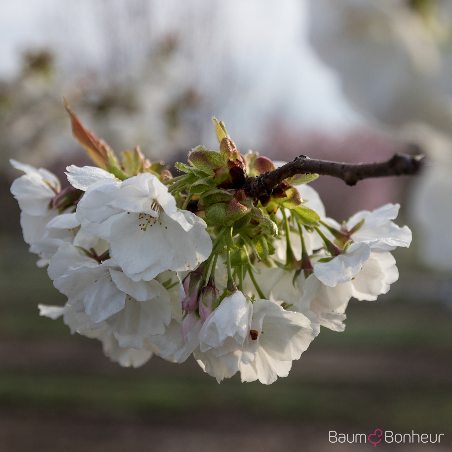 Prunus serrulata 'Taihaku'