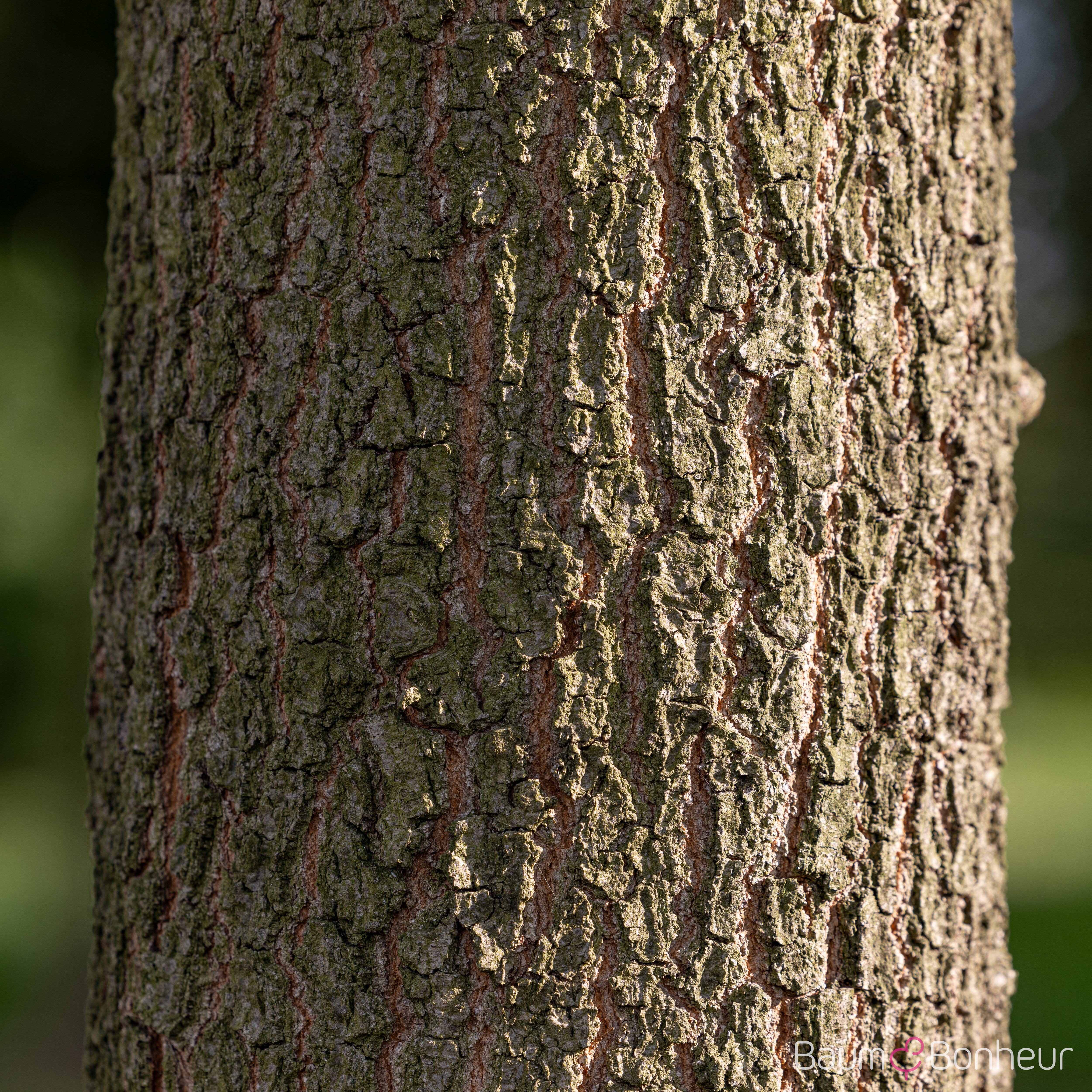Quercus nigra
