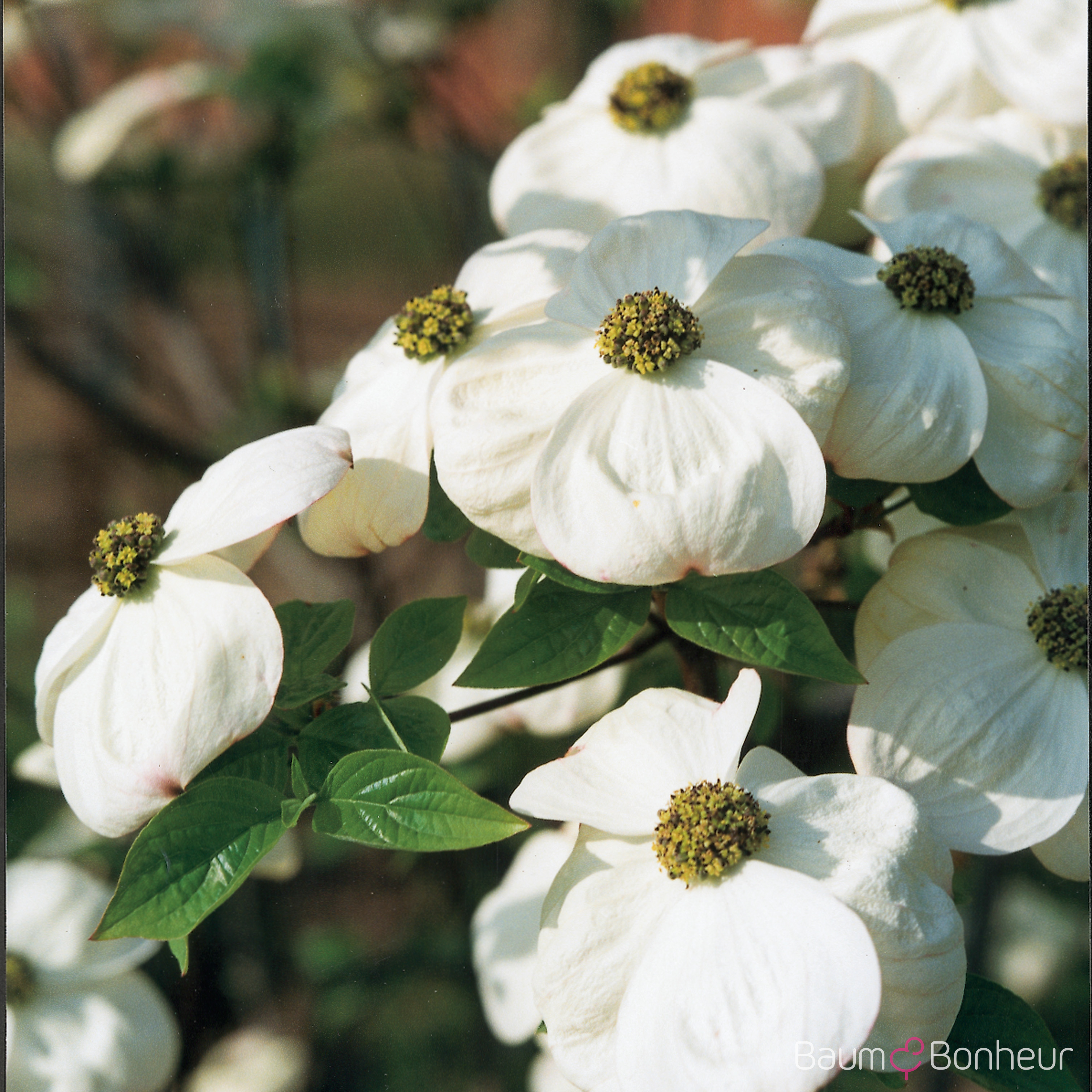 Cornus nuttallii 'Eddie's White Wonder'