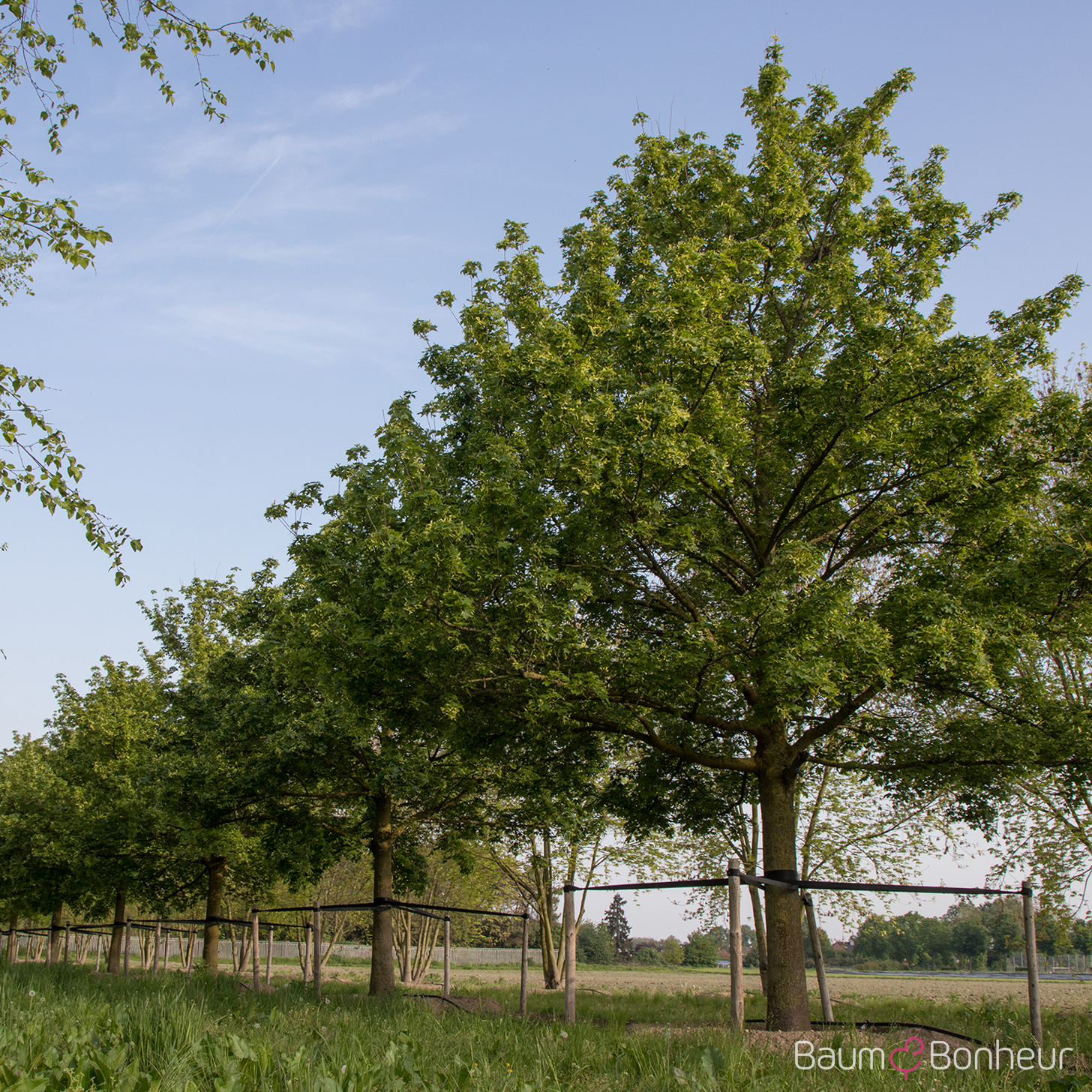 Acer truncatum 'Pacific Sunset' -R-