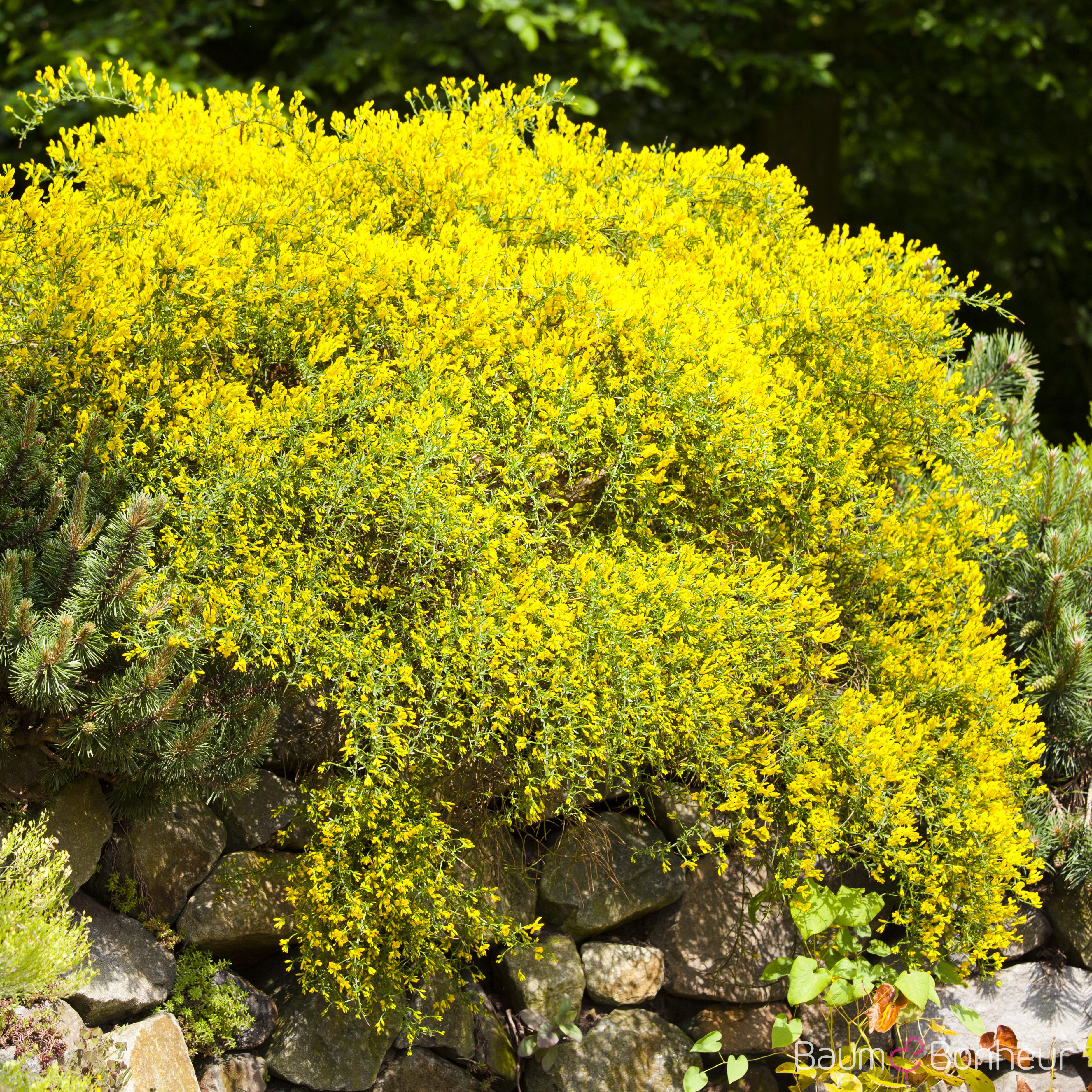 Genista lydia