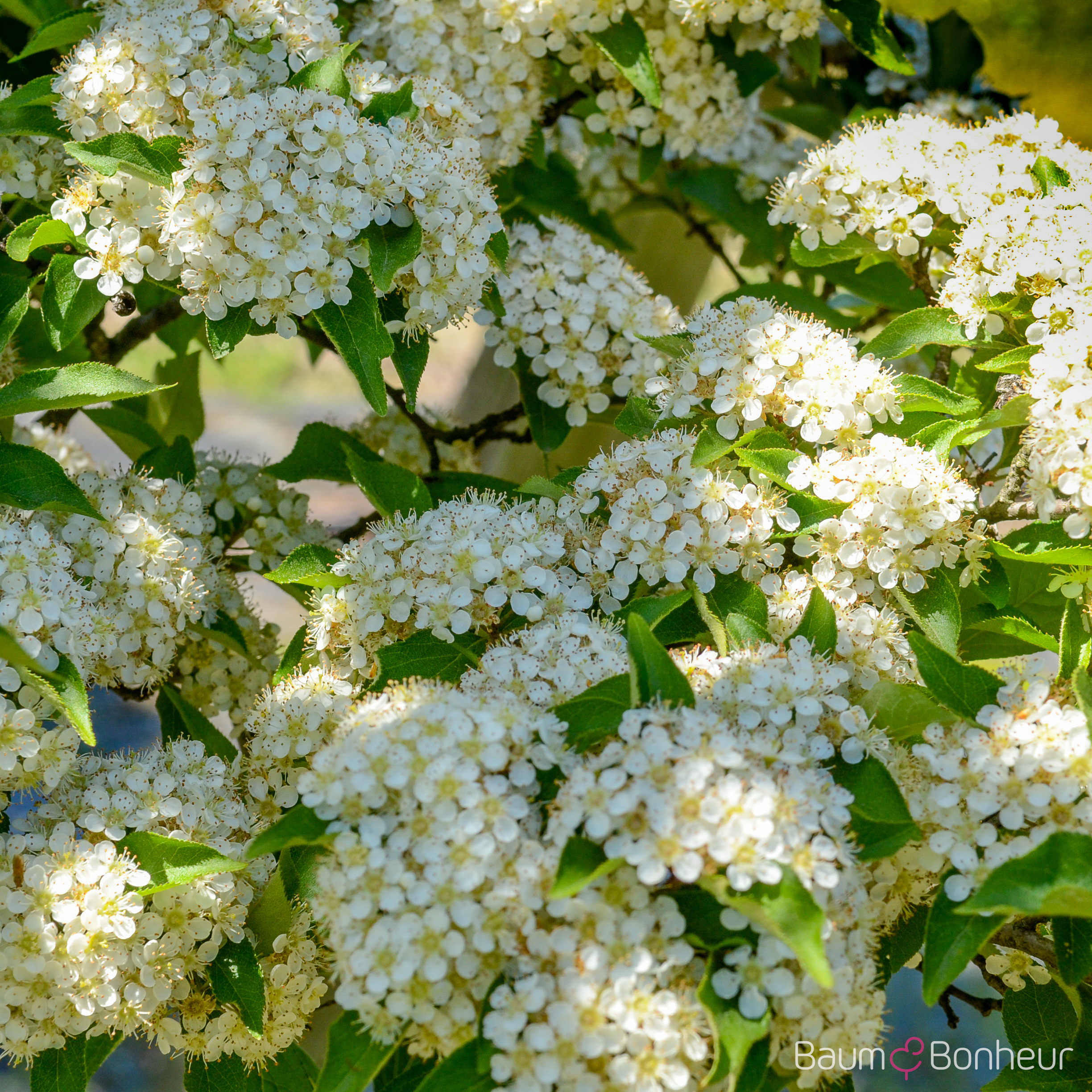 Photinia villosa