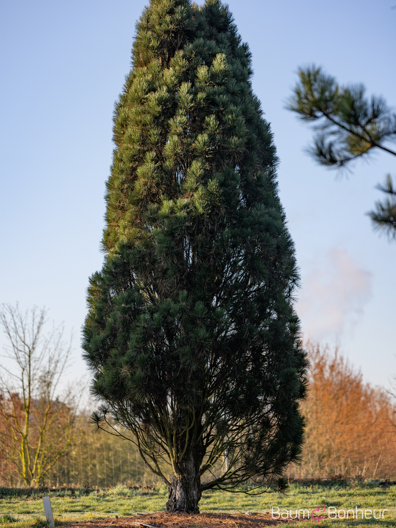 Pinus nigra 'Pyramidalis'