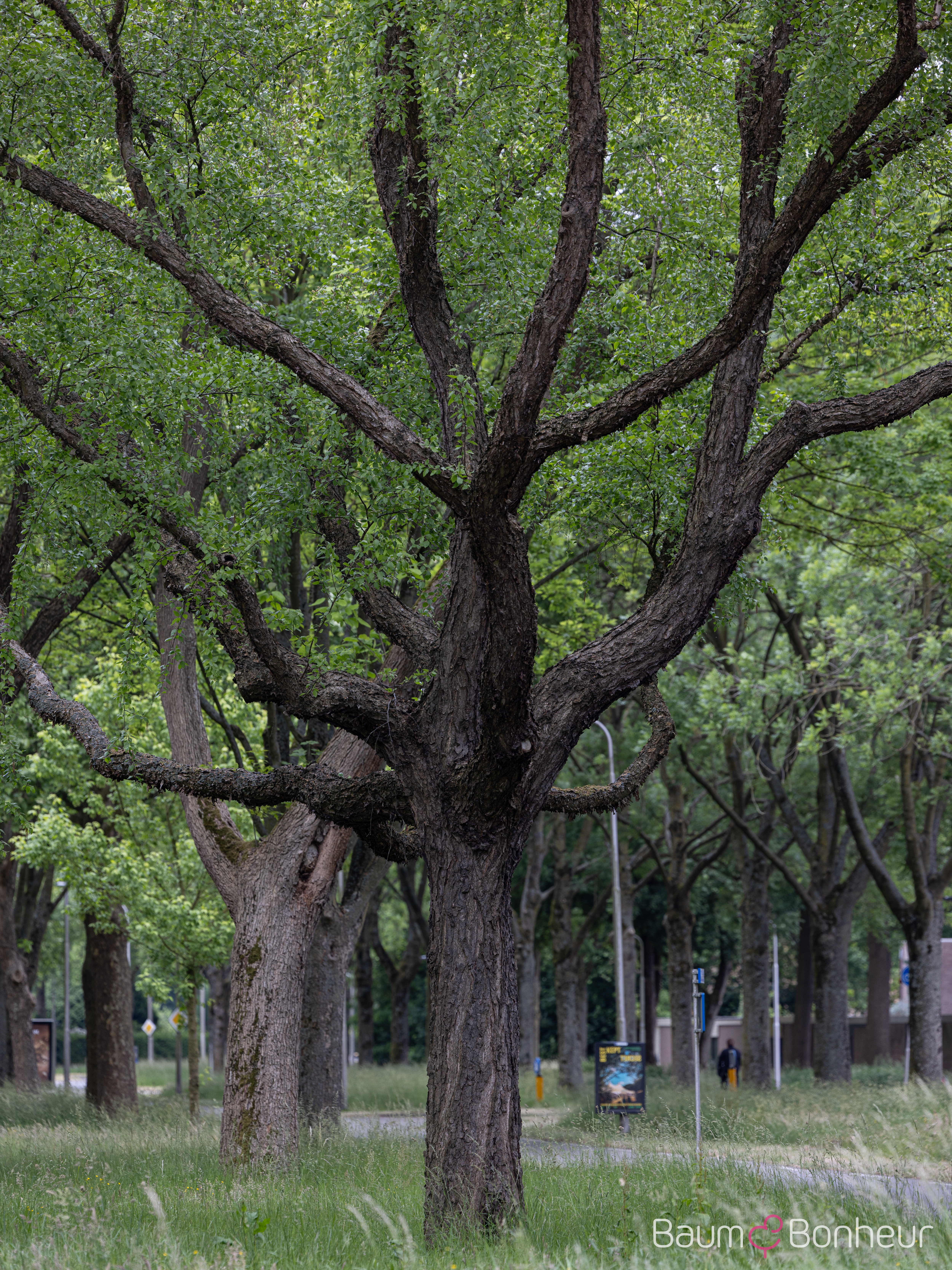Betula nigra