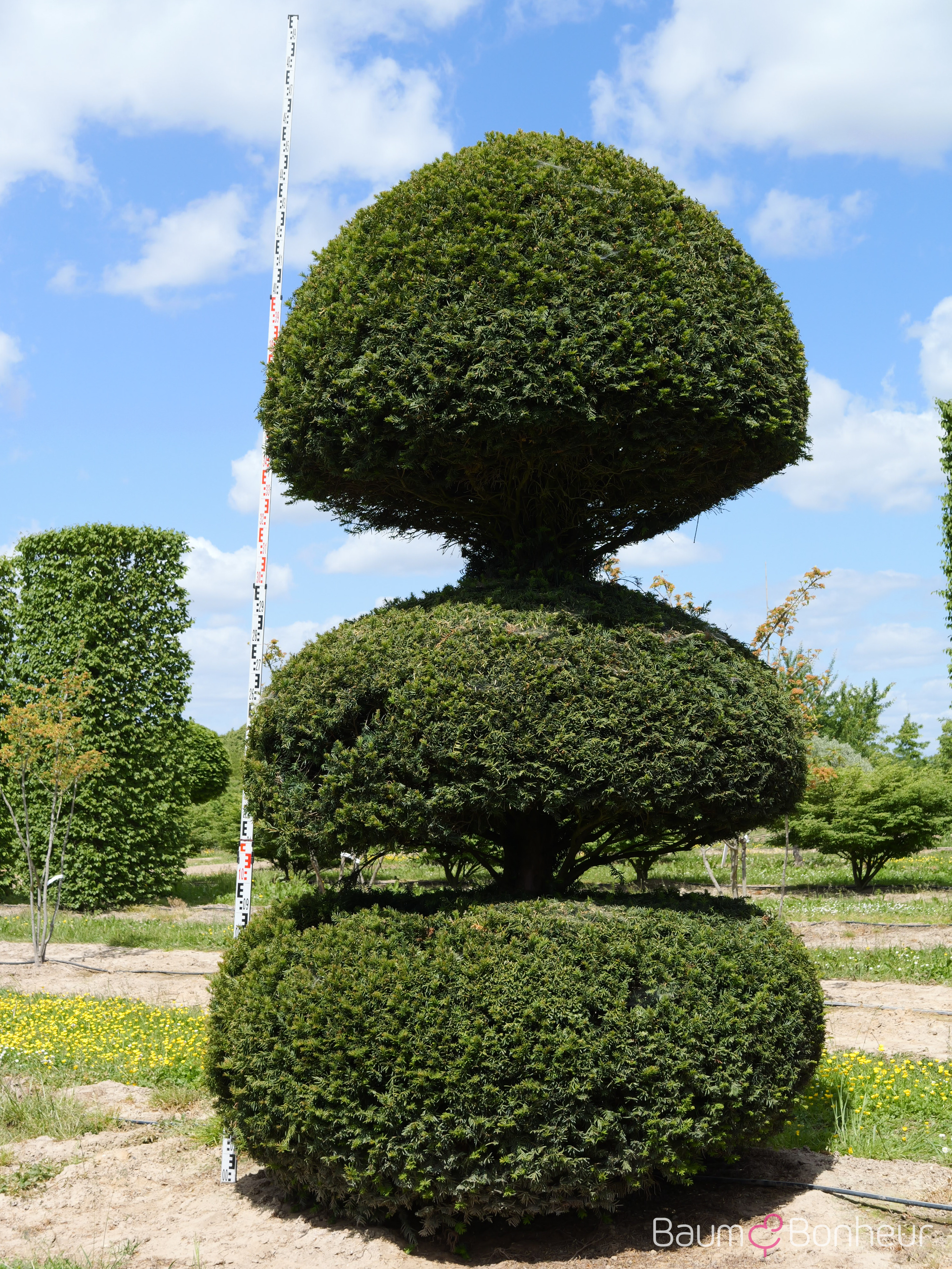 Taxus baccata