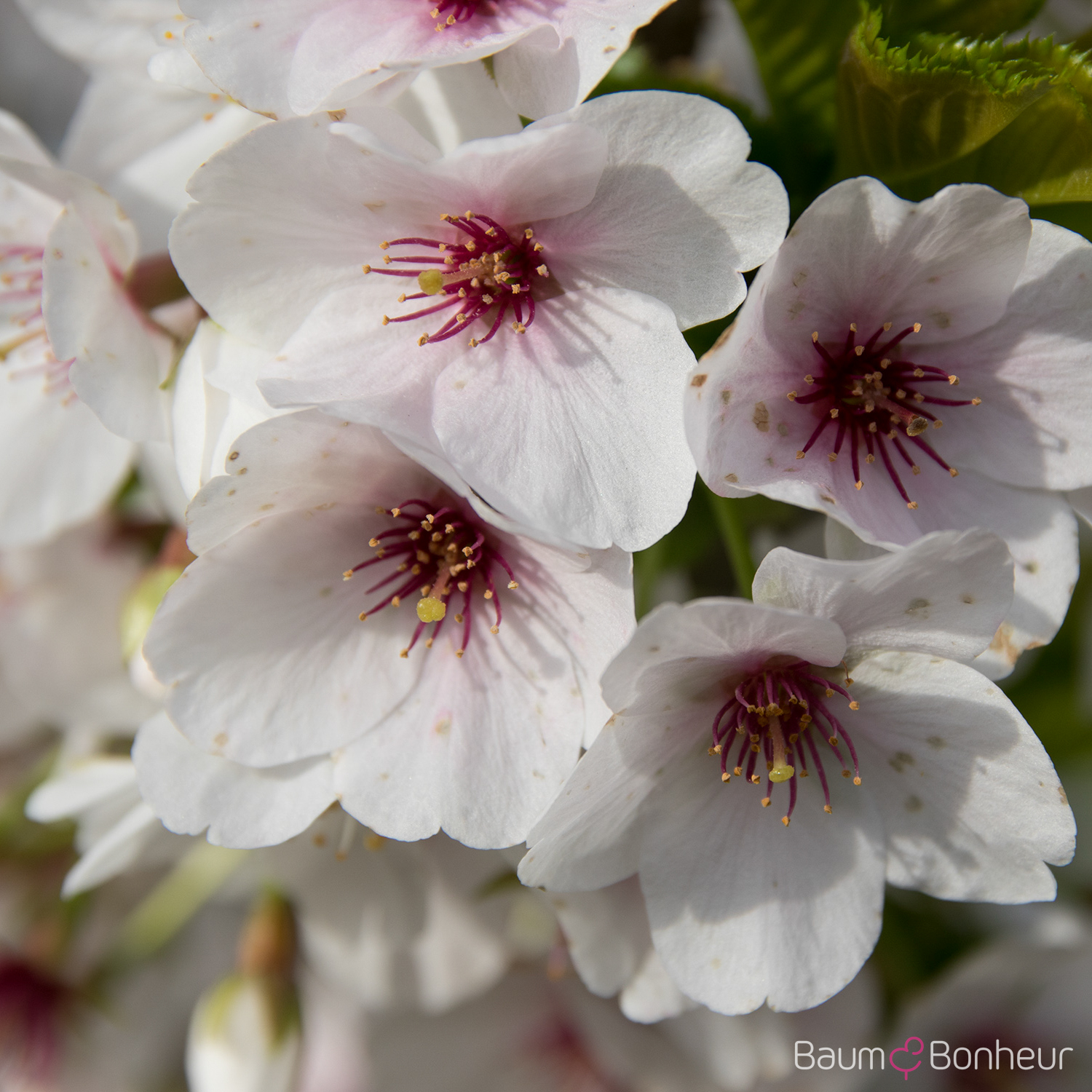 Prunus 'Snow Goose'