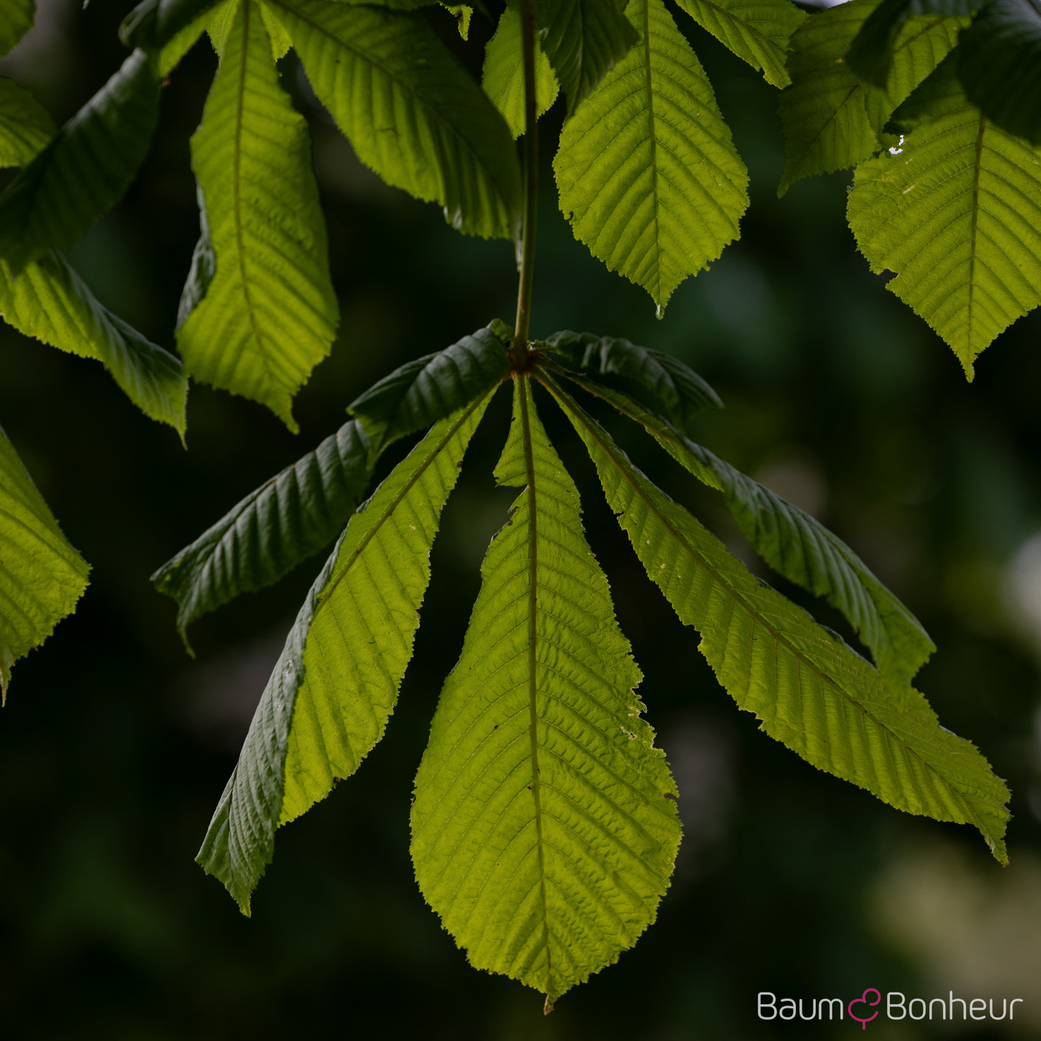 Aesculus hippocastanum