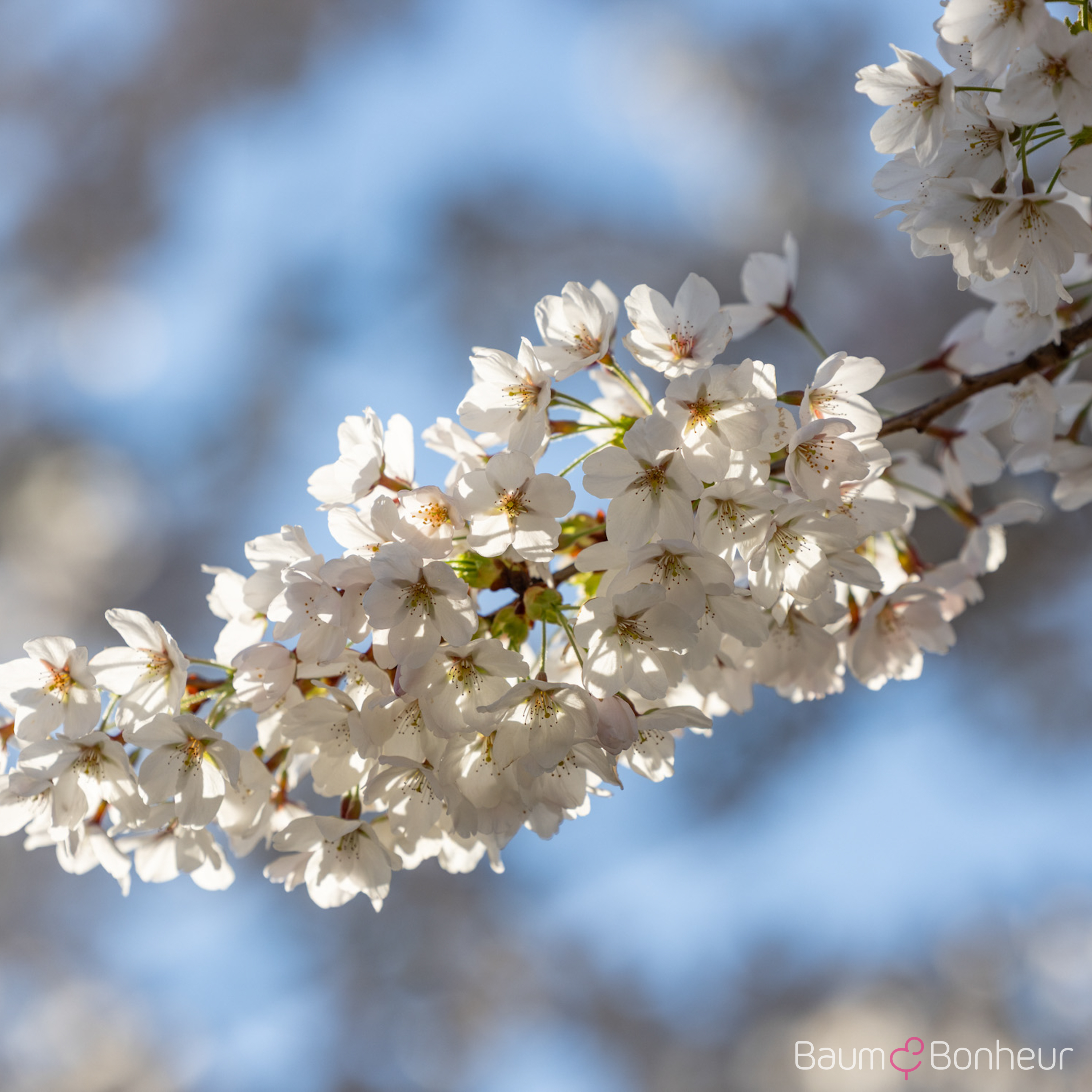 Prunus yedoensis