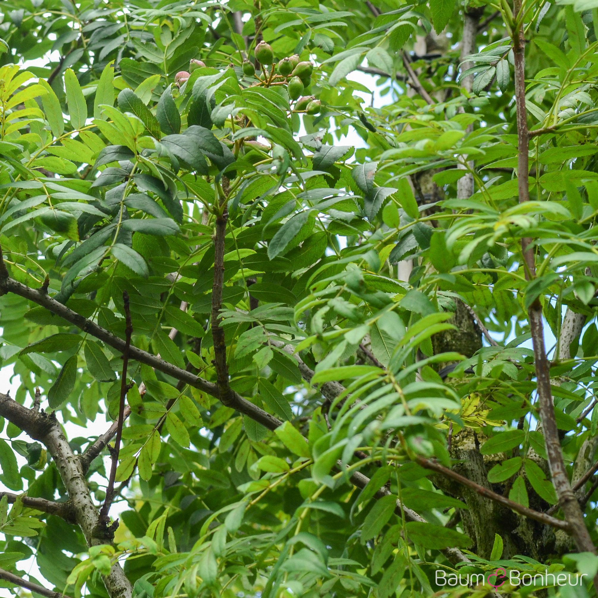 Sorbus domestica