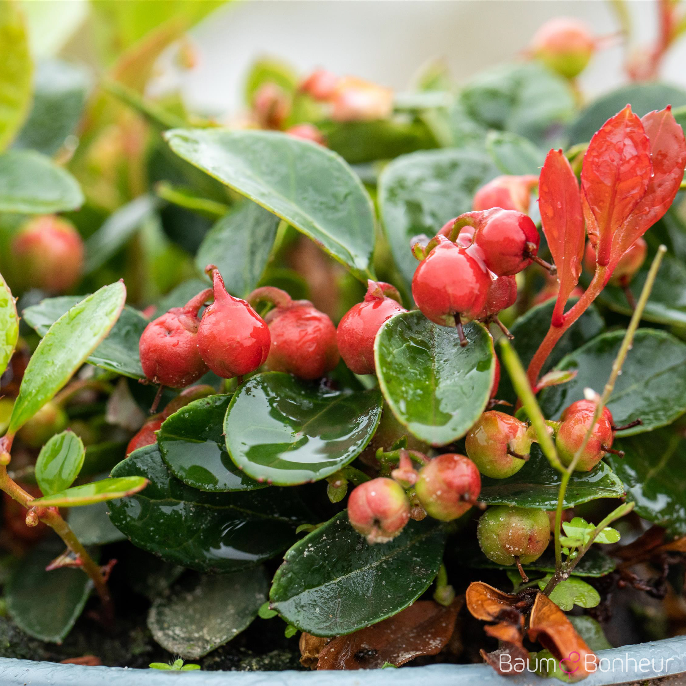 Gaultheria procumbens