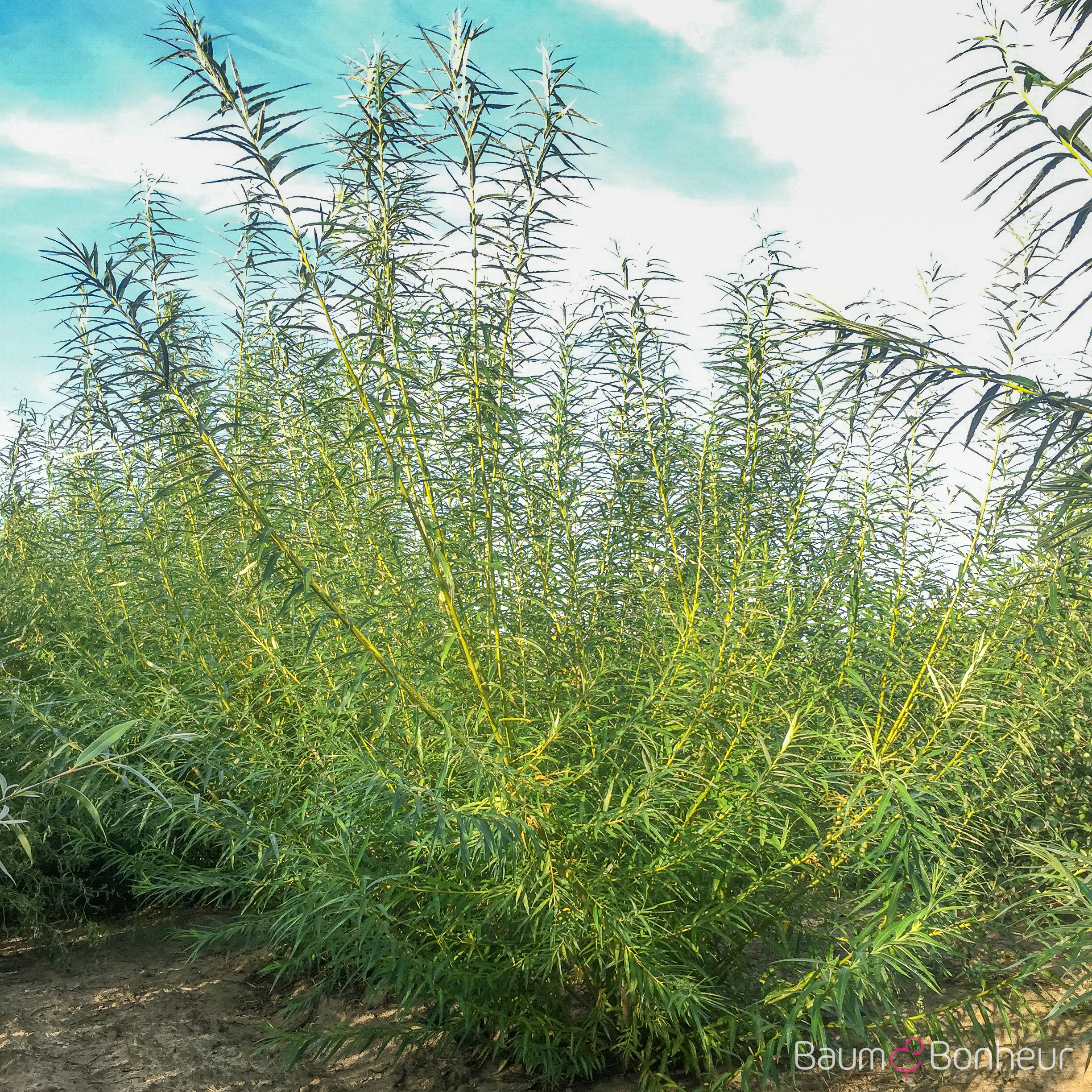 Salix viminalis