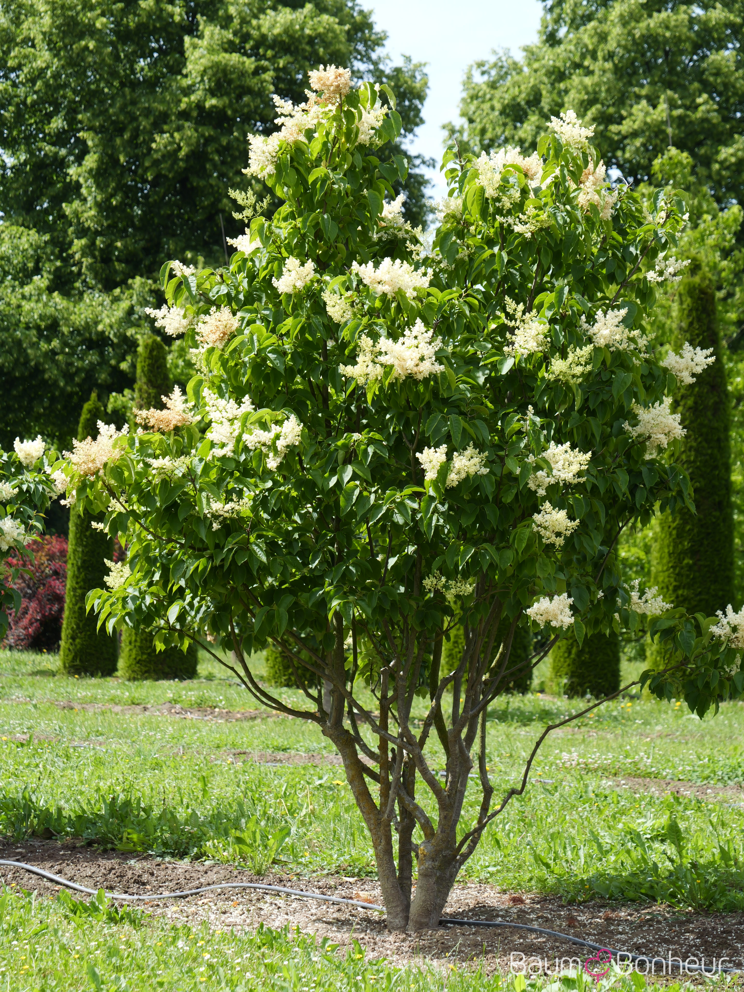 Syringa reticulata 'Ivory Silk'
