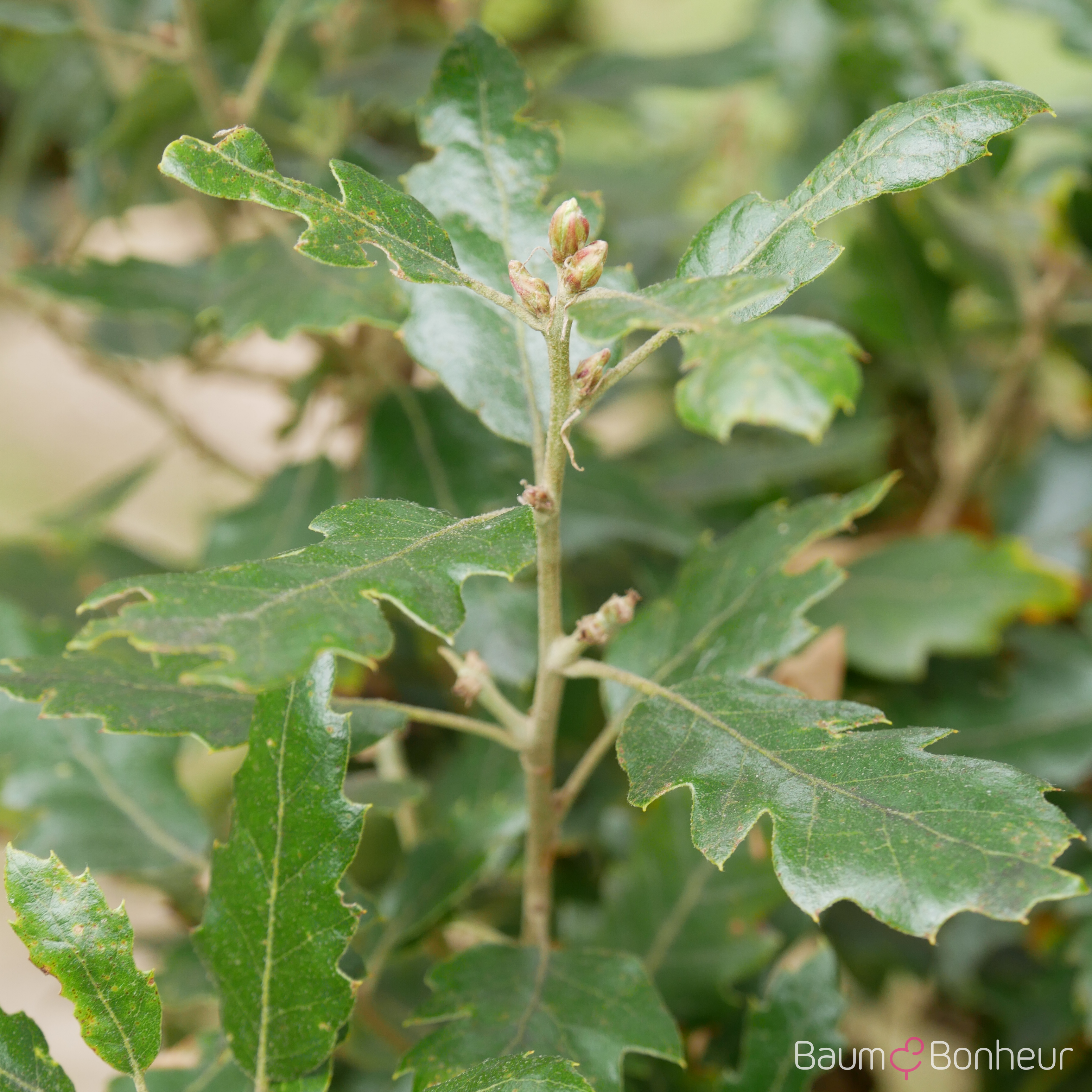 Quercus hispanica 'Fulhamensis'