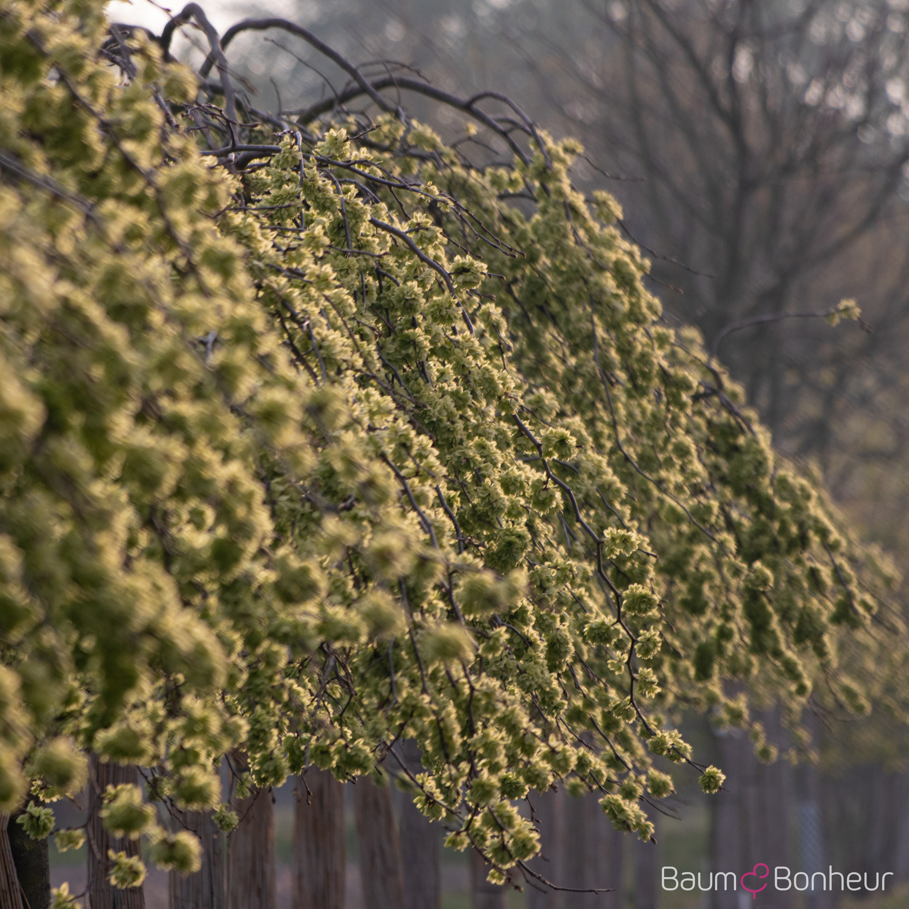Ulmus glabra 'Camperdownii'
