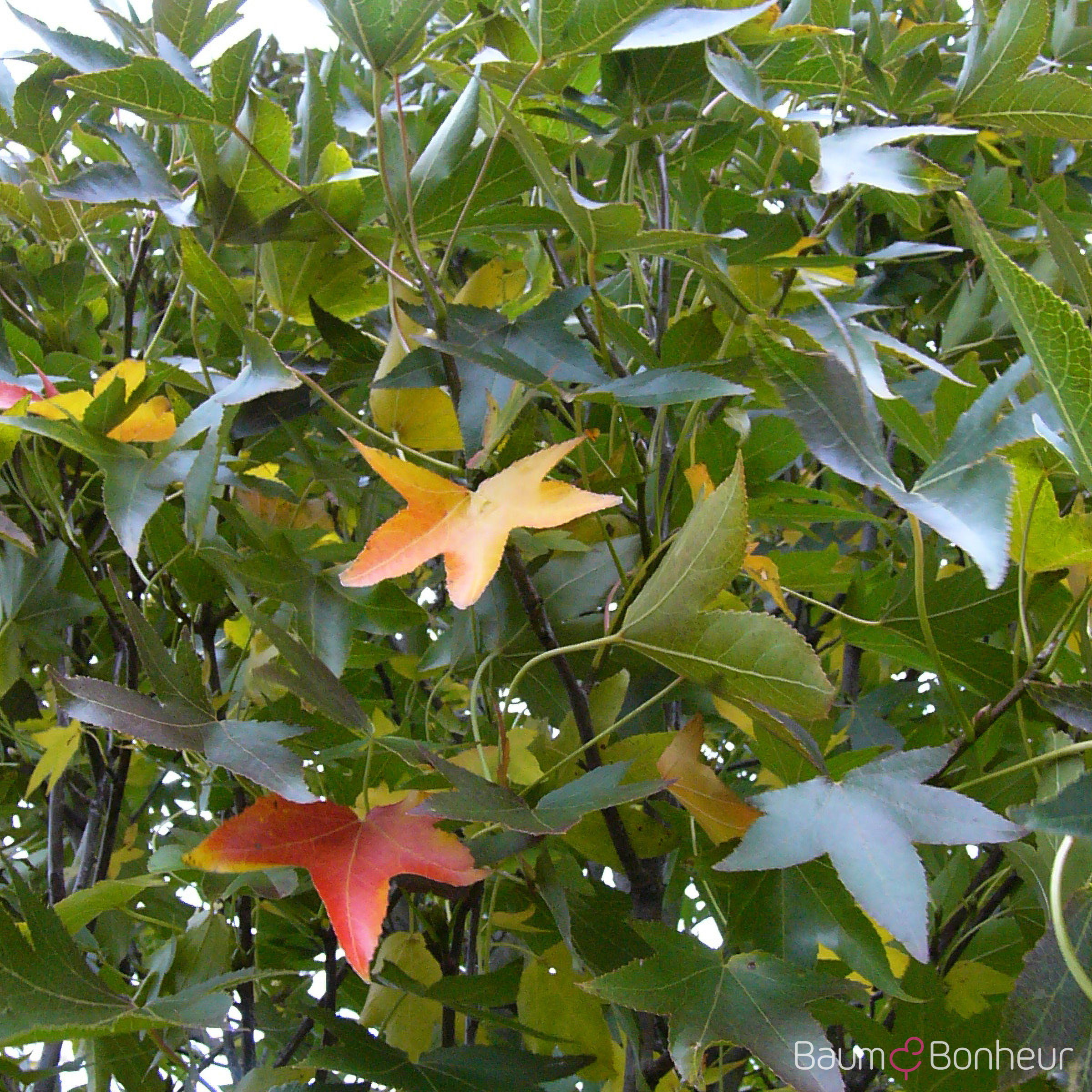 Liquidambar styraciflua 'Paarl' -S-