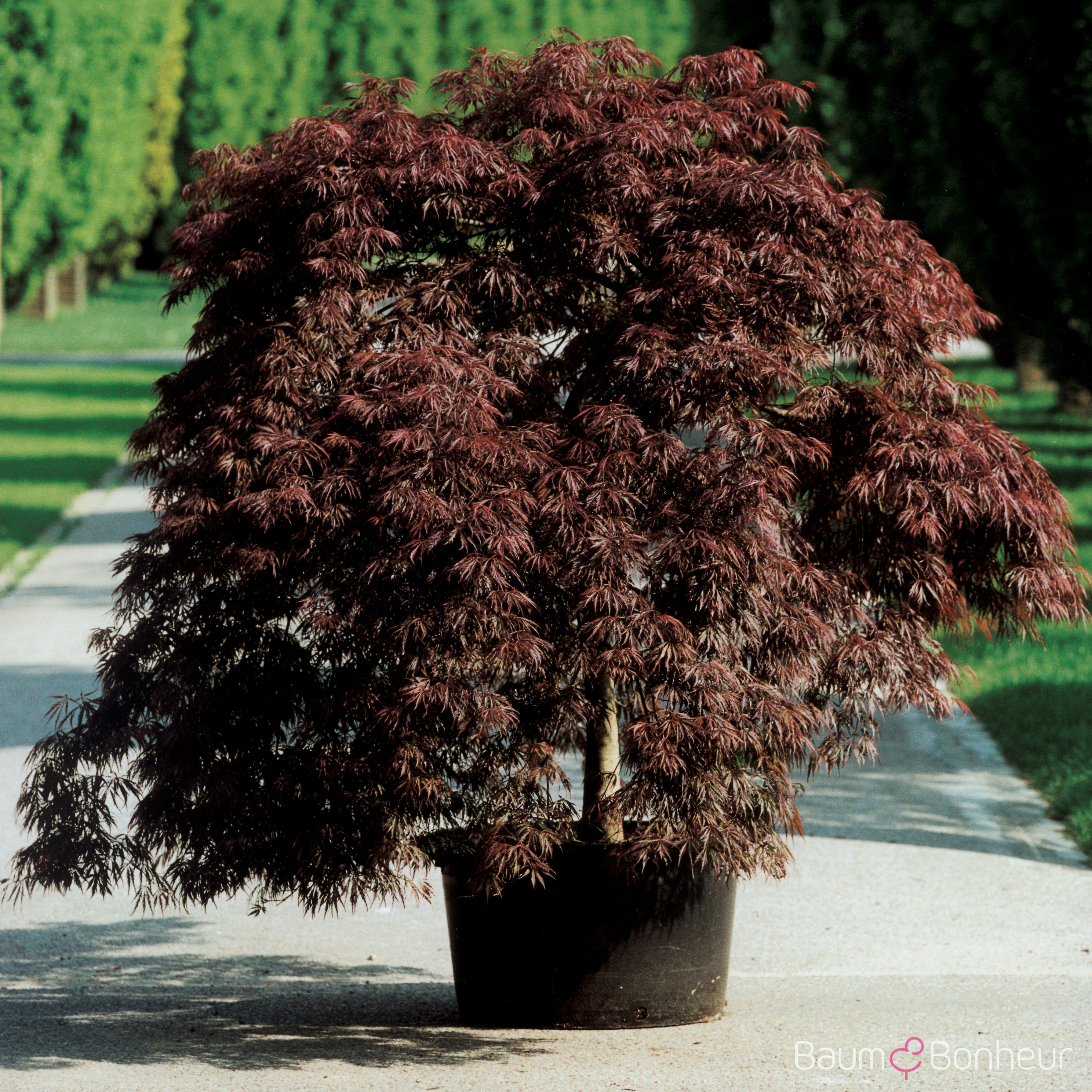 Acer palmatum 'Garnet'