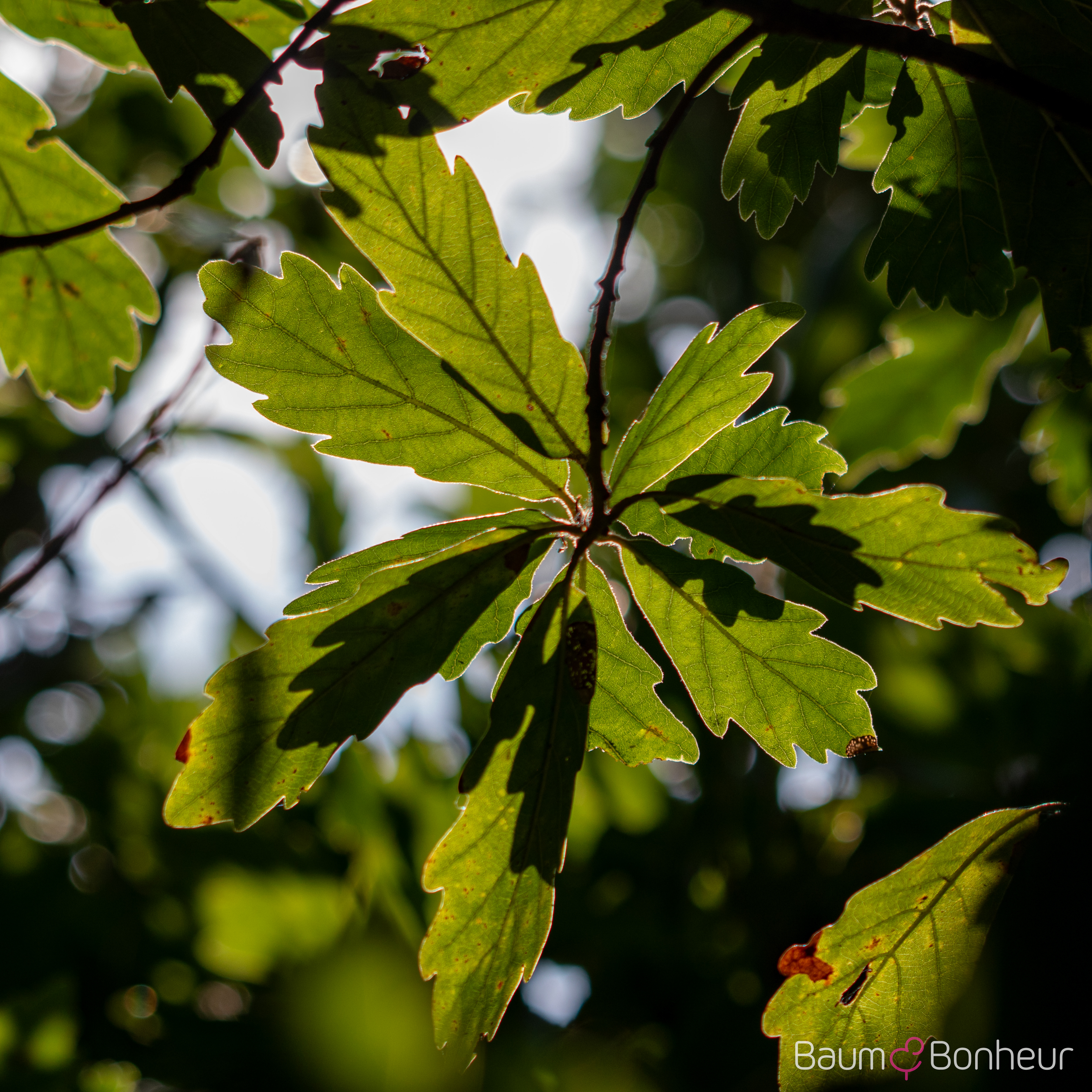 Quercus turneri 'Pseudoturneri'