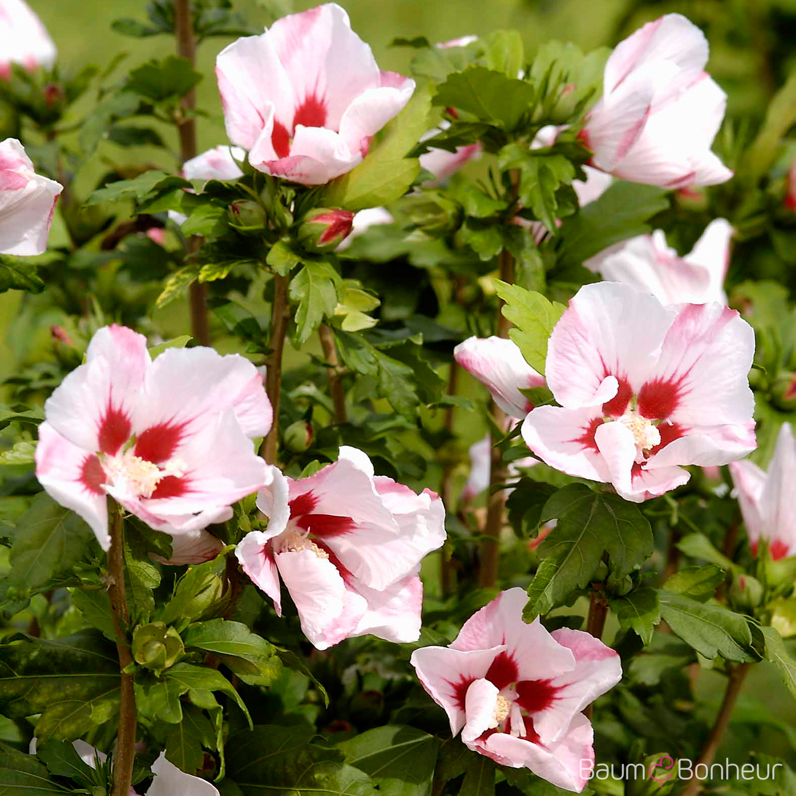 Hibiscus syriacus 'Hamabo'