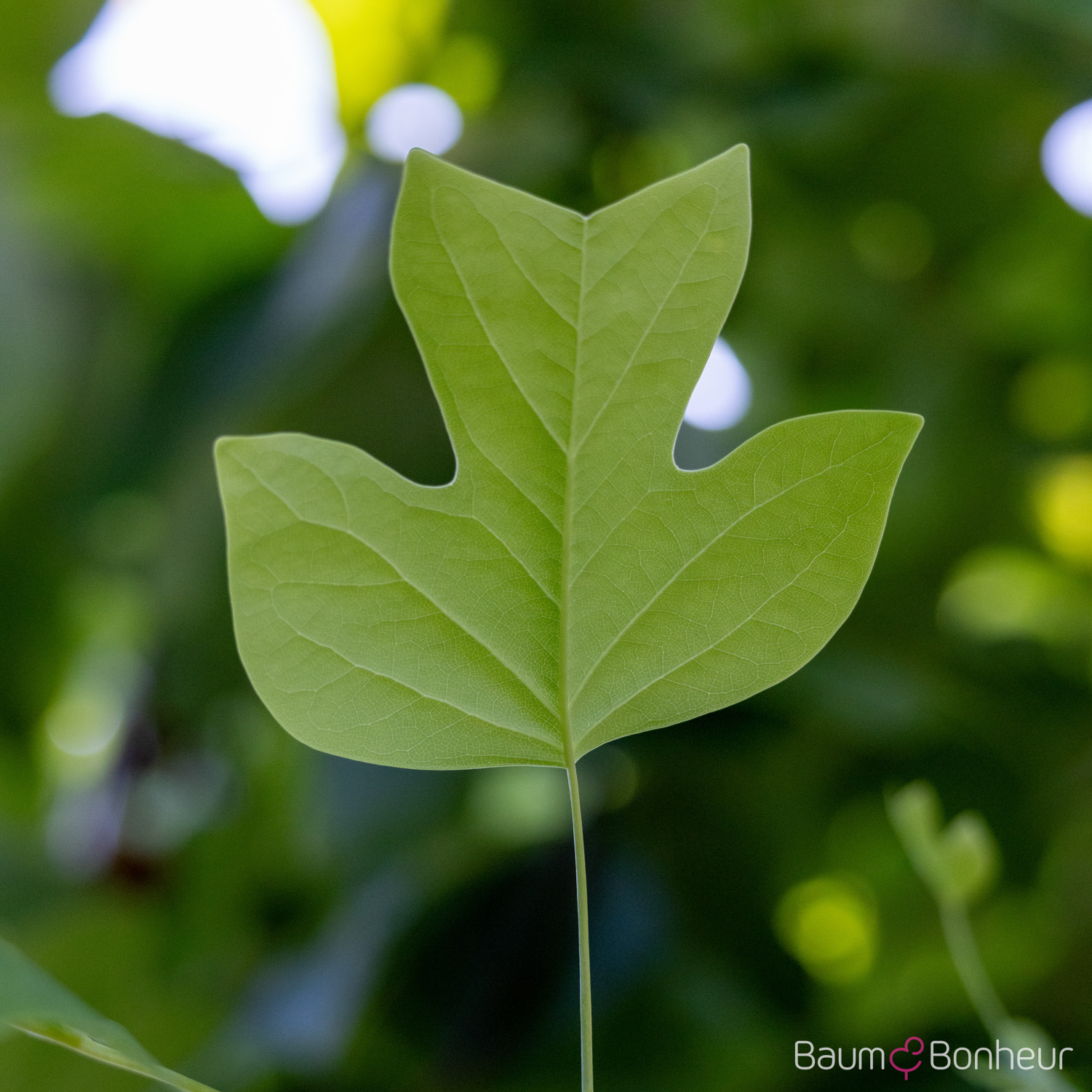 Liriodendron tulipifera