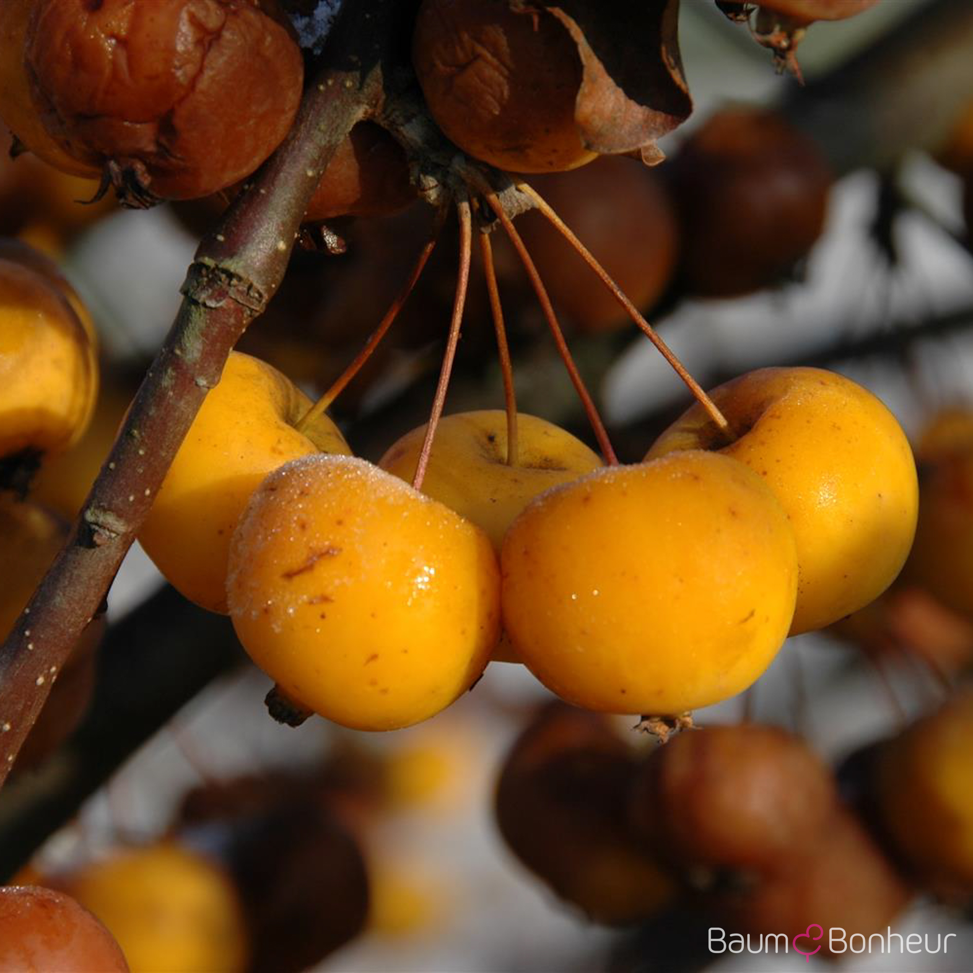 Malus 'Butterball'