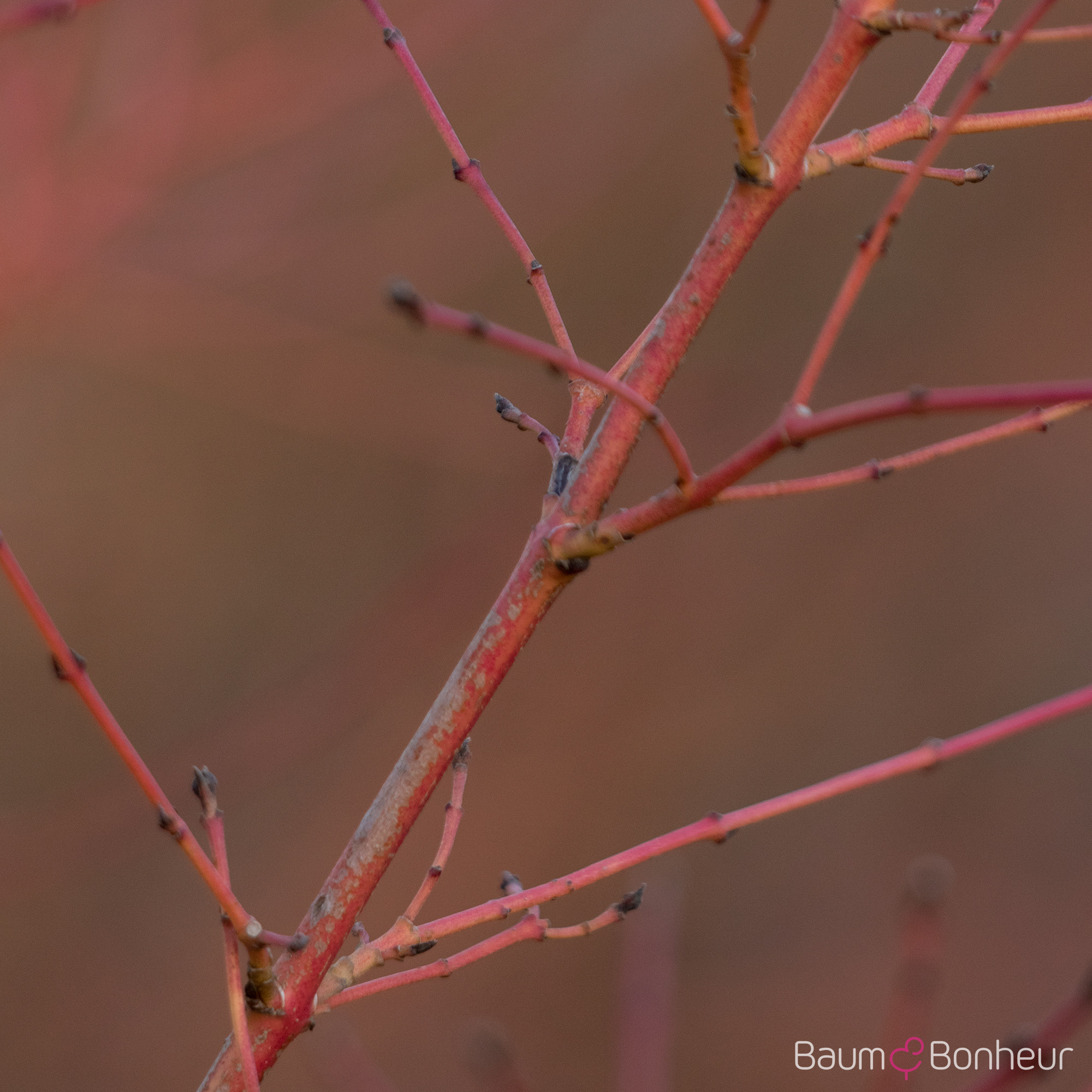 Cornus sanguinea 'Winter Beauty'