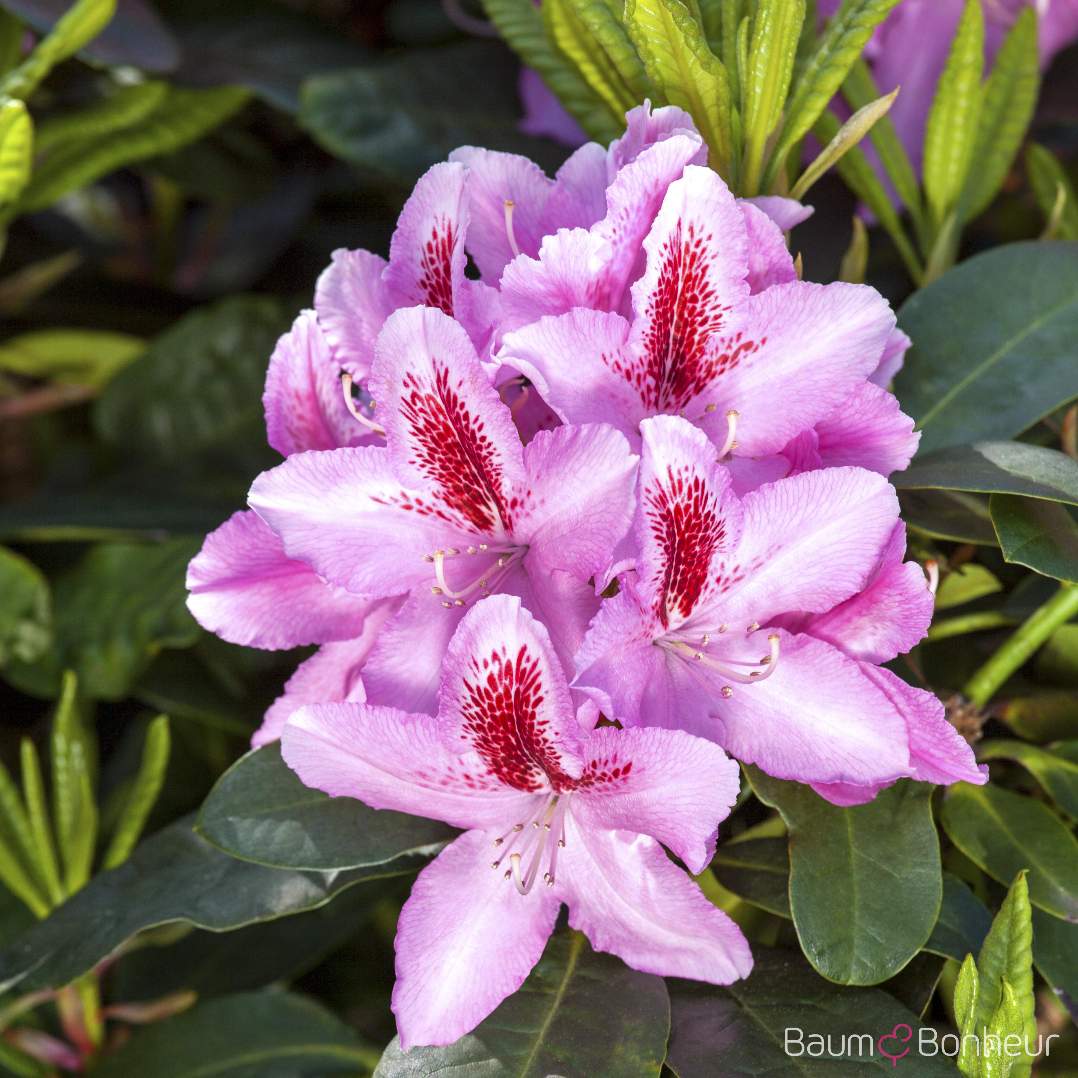 Rhododendron 'Furnivall‘s Daughter'