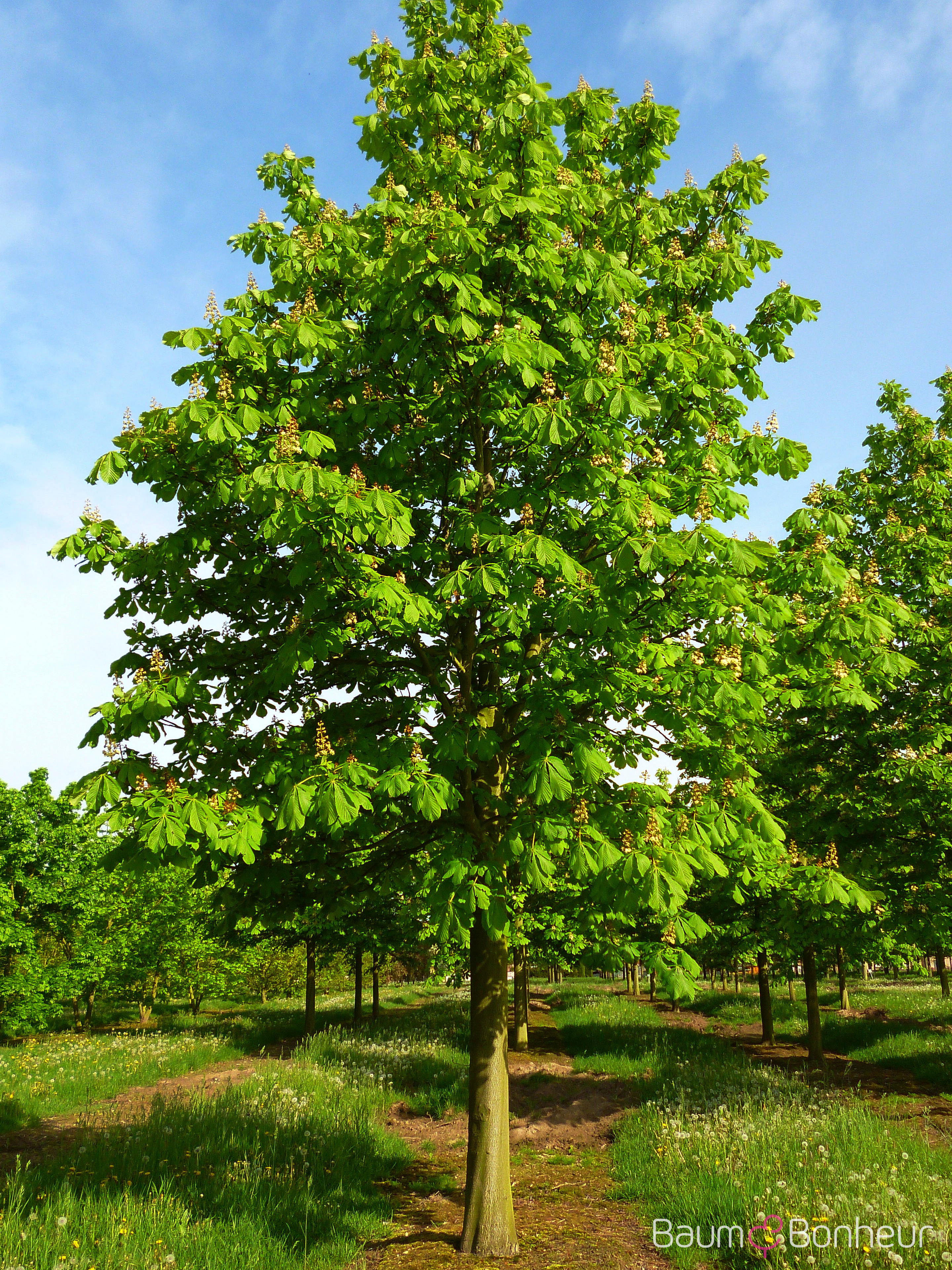 Aesculus hippocastanum 'Baumannii'