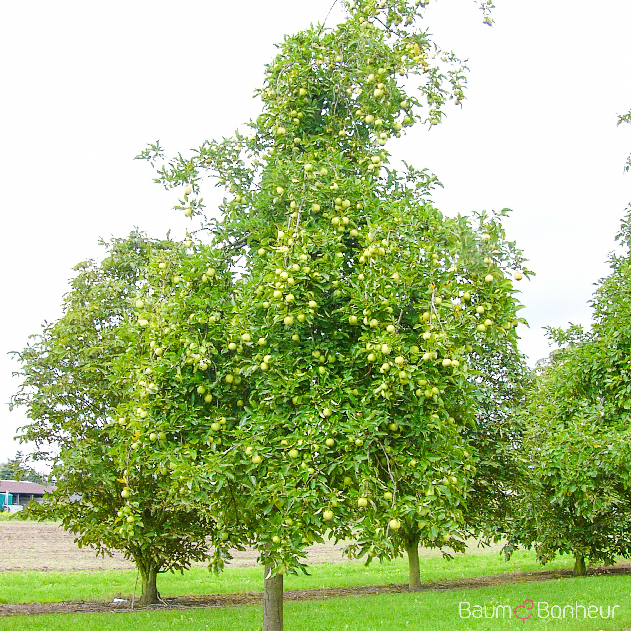 Malus 'Golden Delicious'