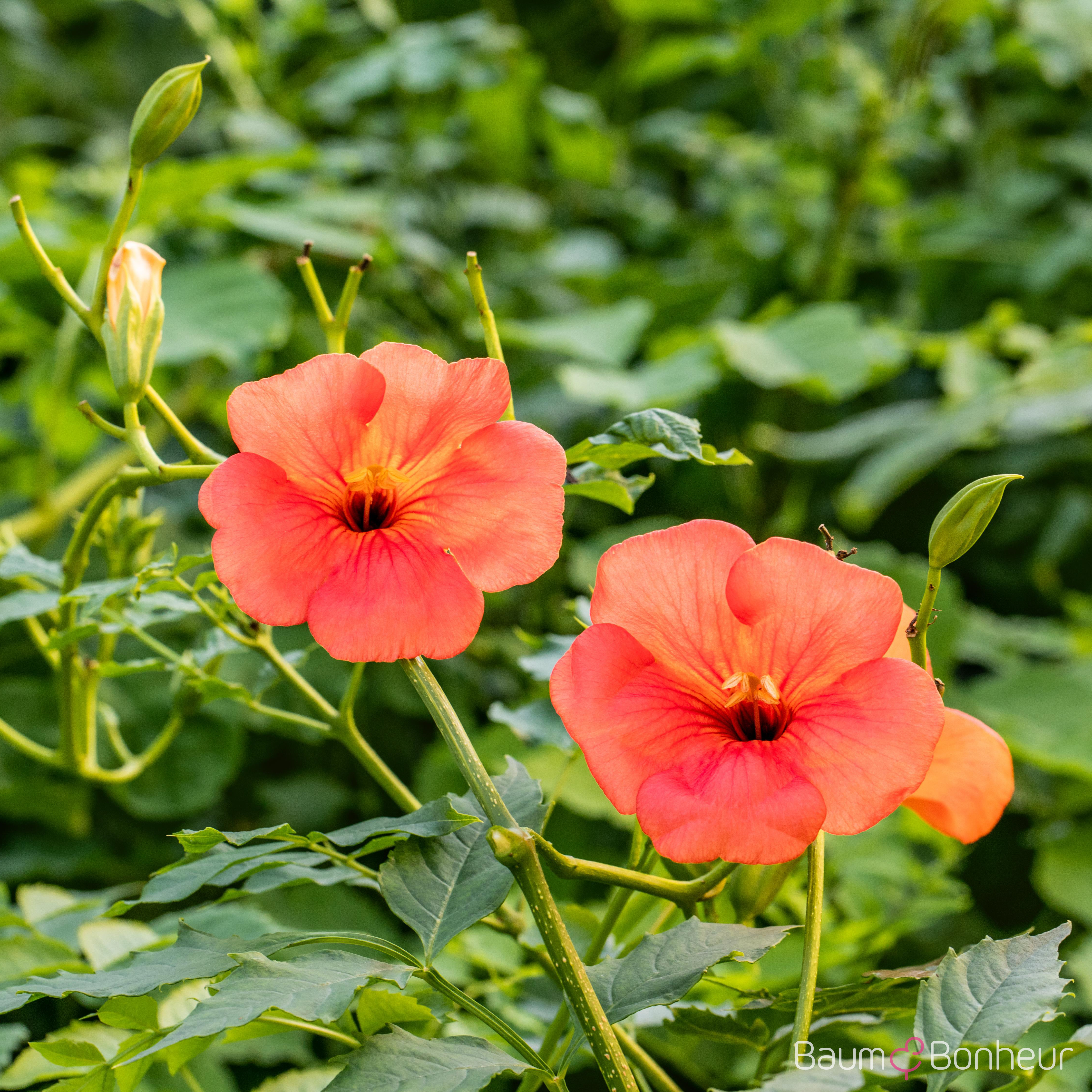 Campsis tagliabuana 'Mme Galen'