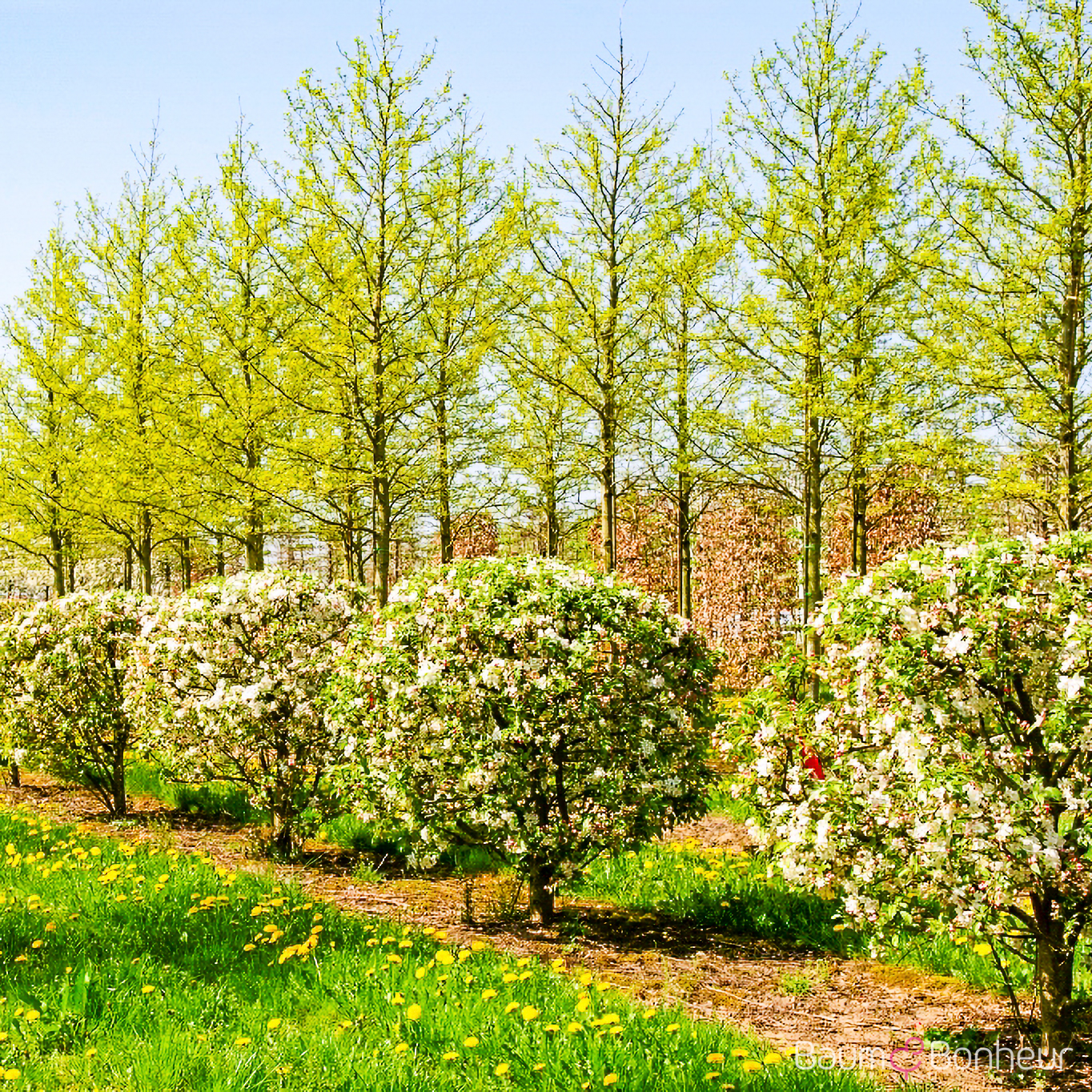 Malus 'Evereste'®