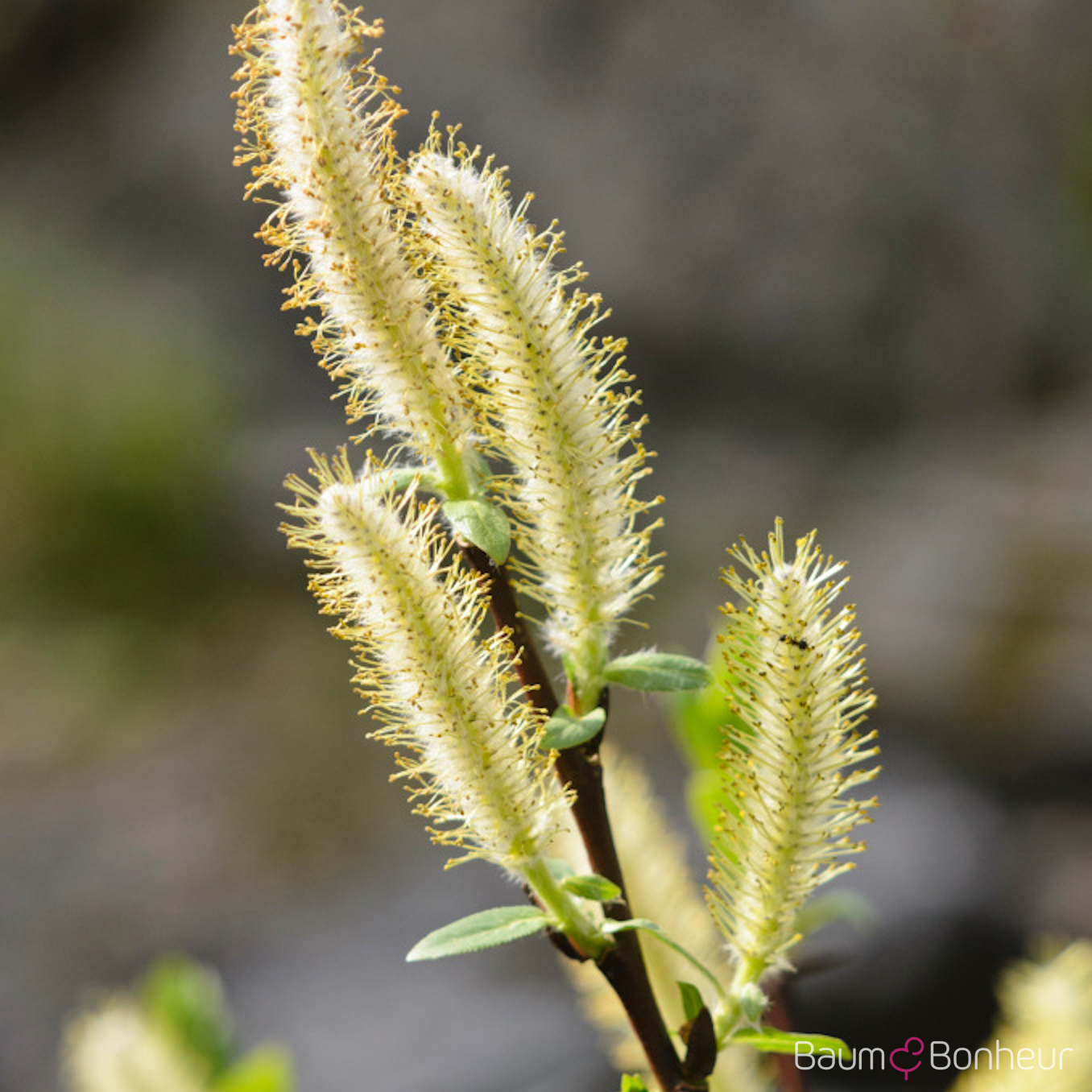 Salix hastata 'Wehrhahnii'