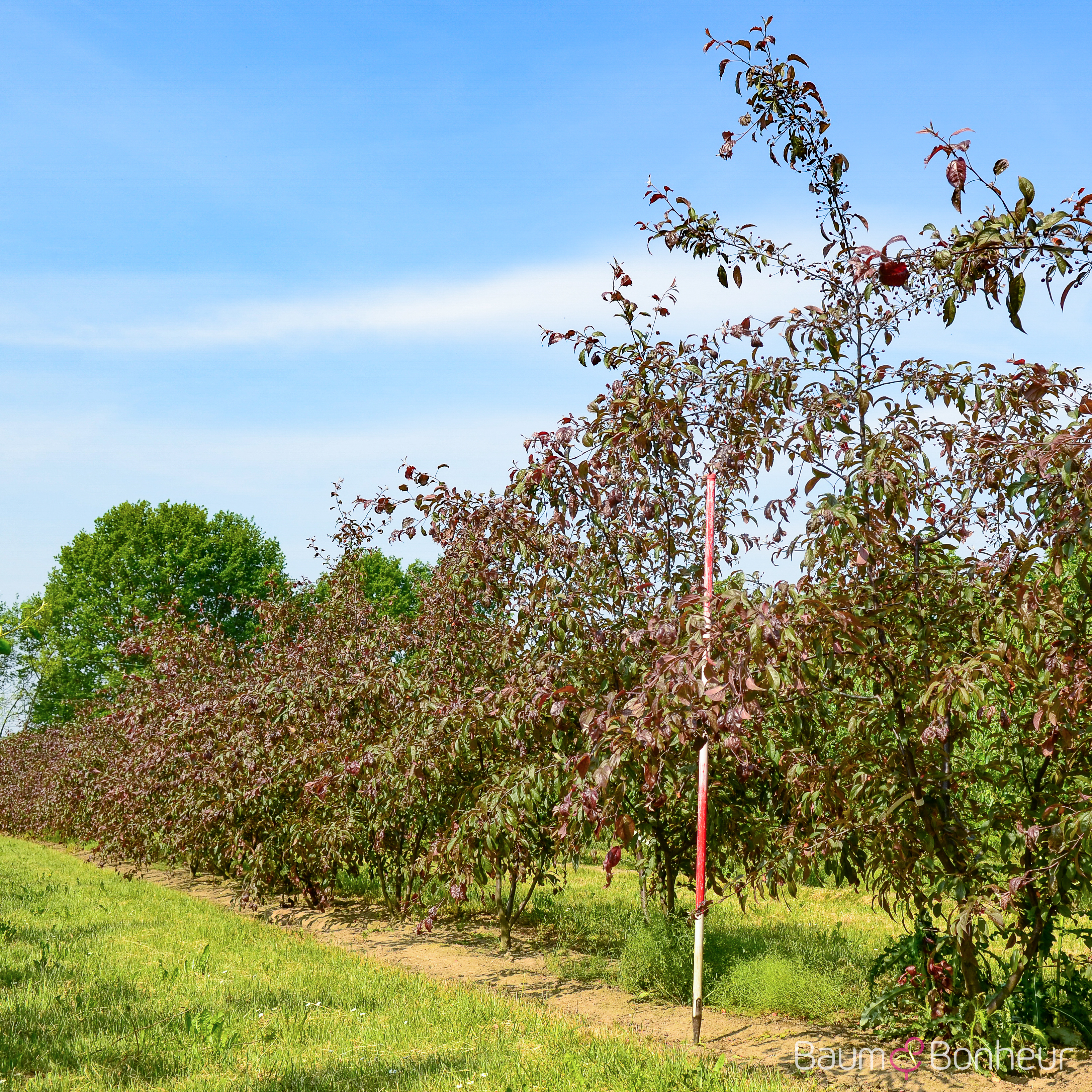 Malus 'Coccinella'