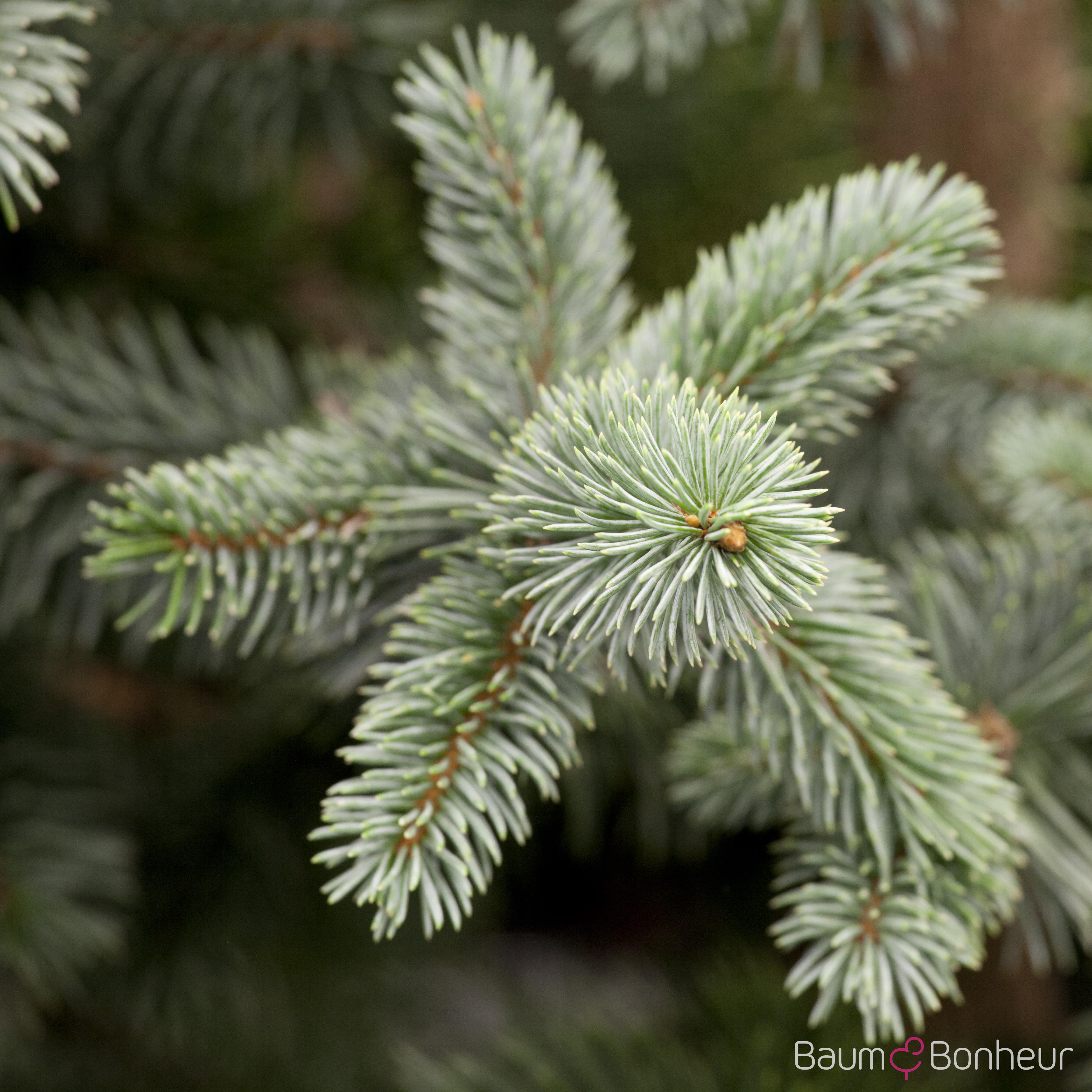 Picea pungens 'Koster'