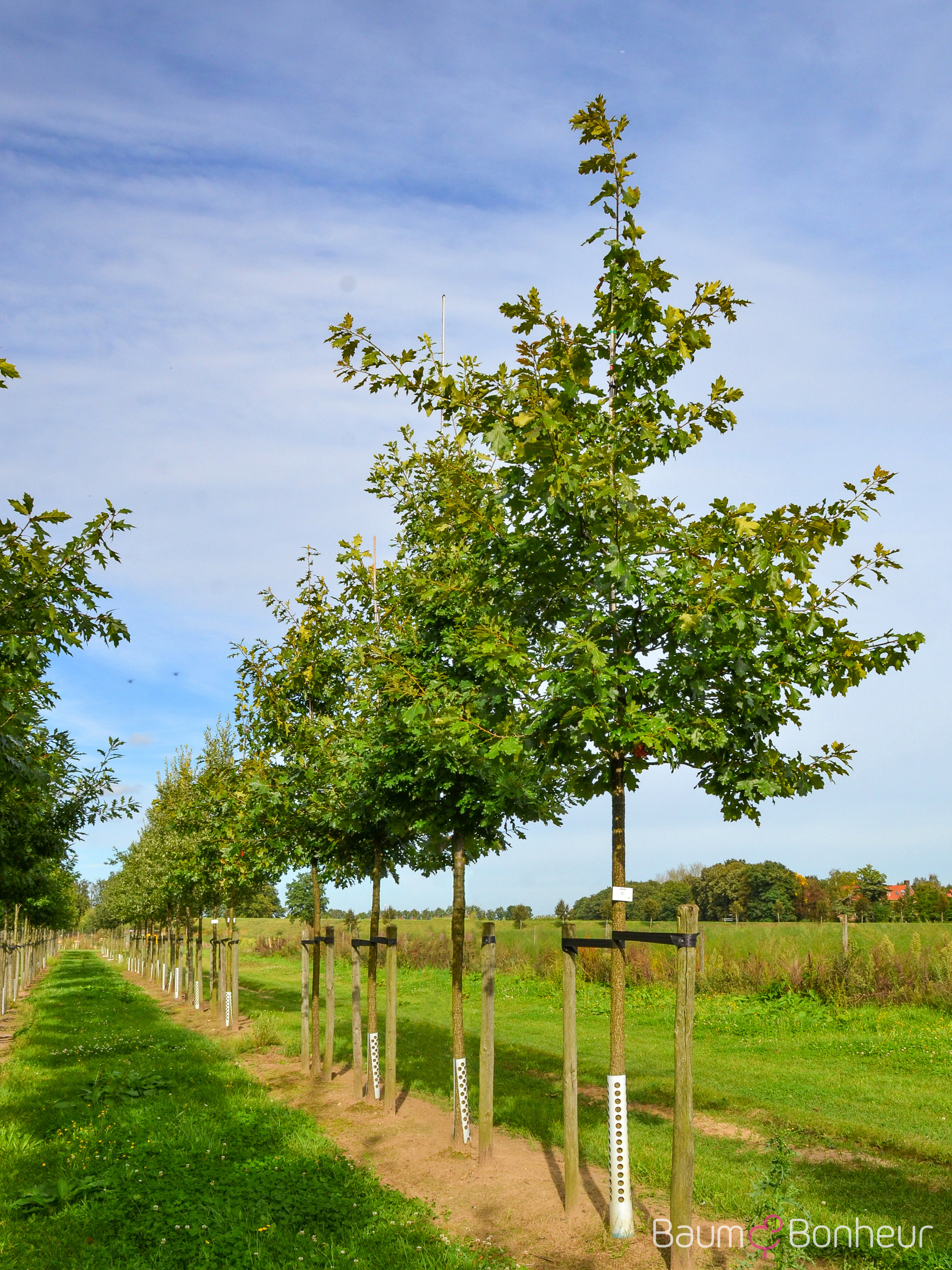 Quercus velutina