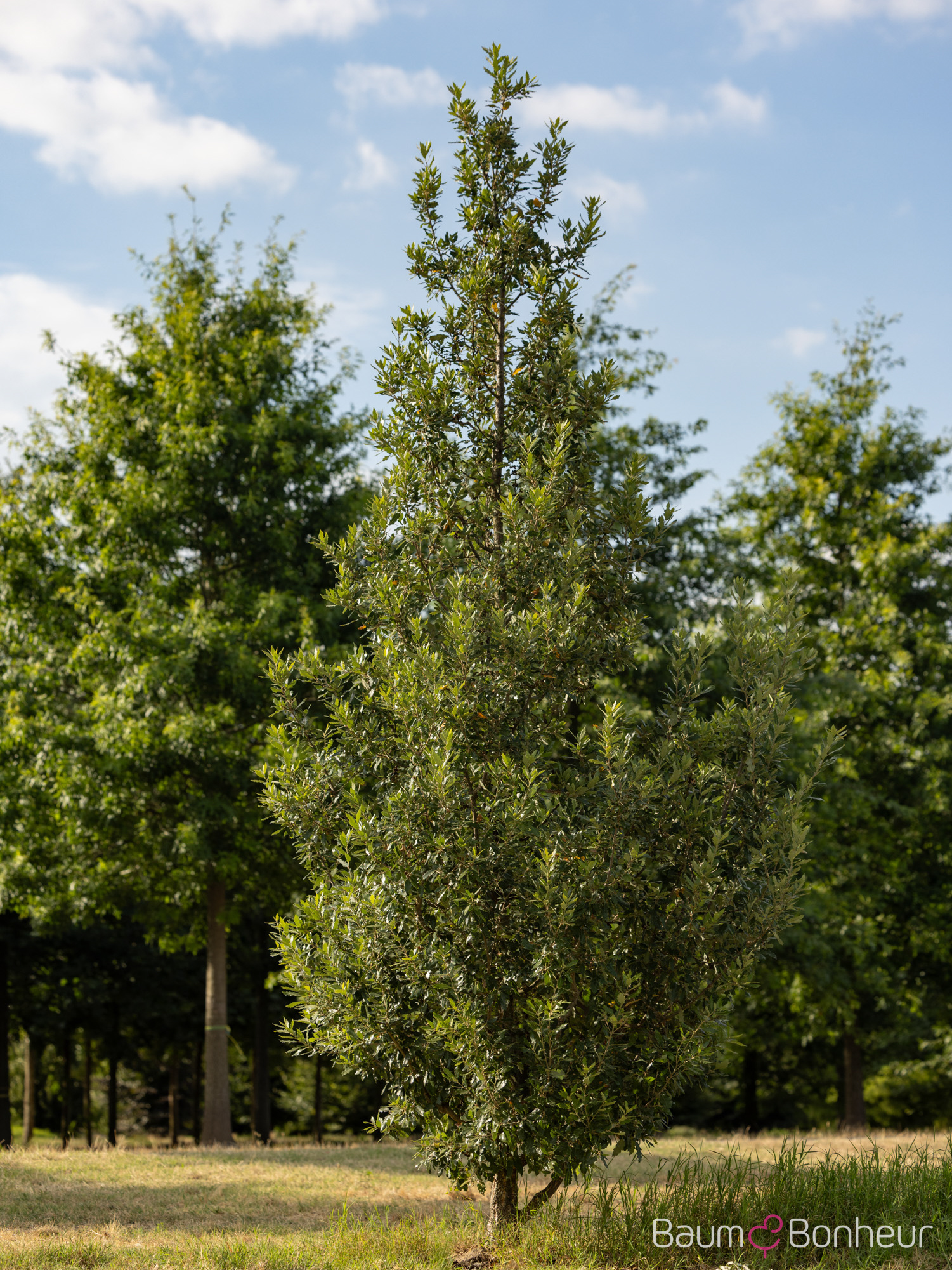 Quercus hispanica 'Fulhamensis'