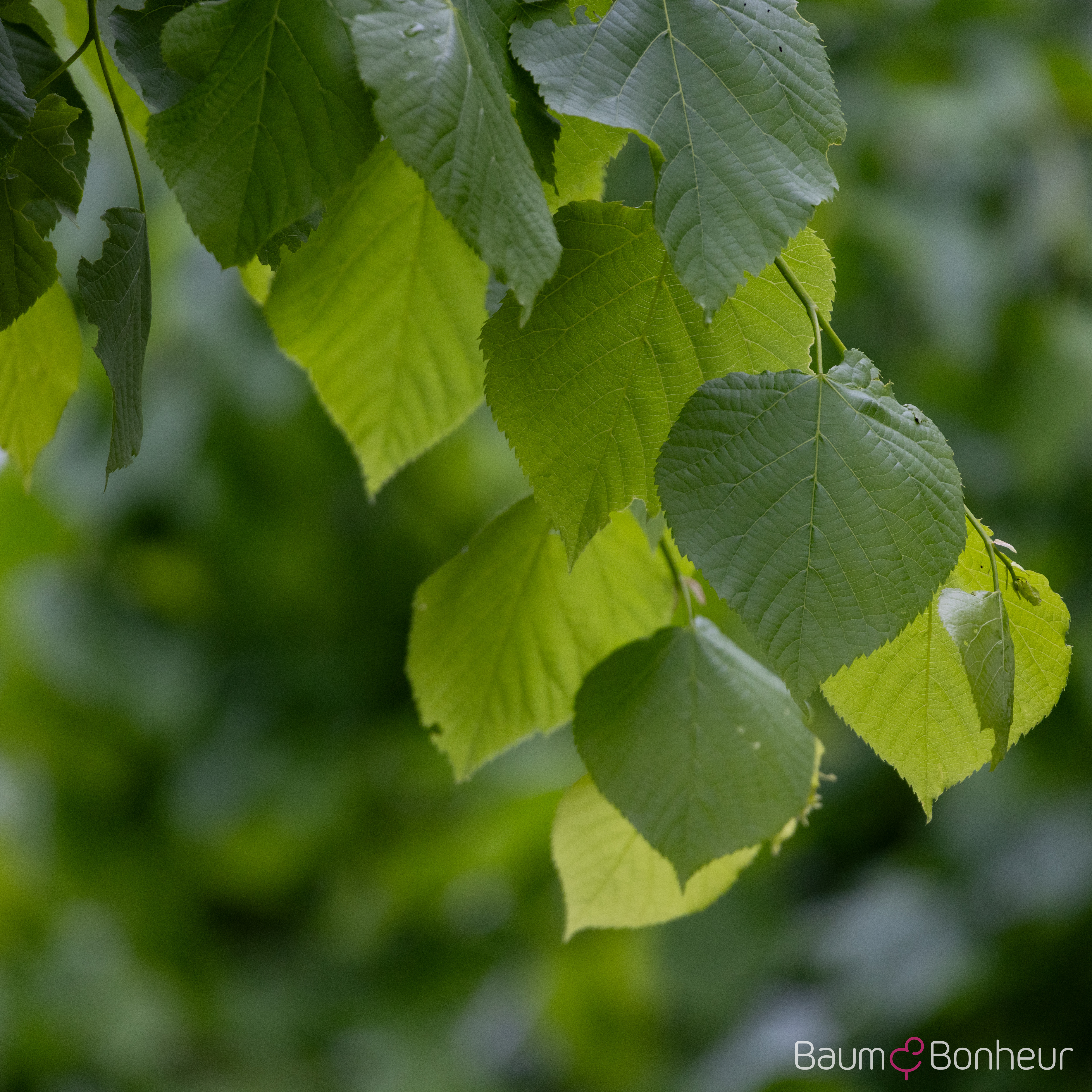 Tilia flavescens 'Glenleven'