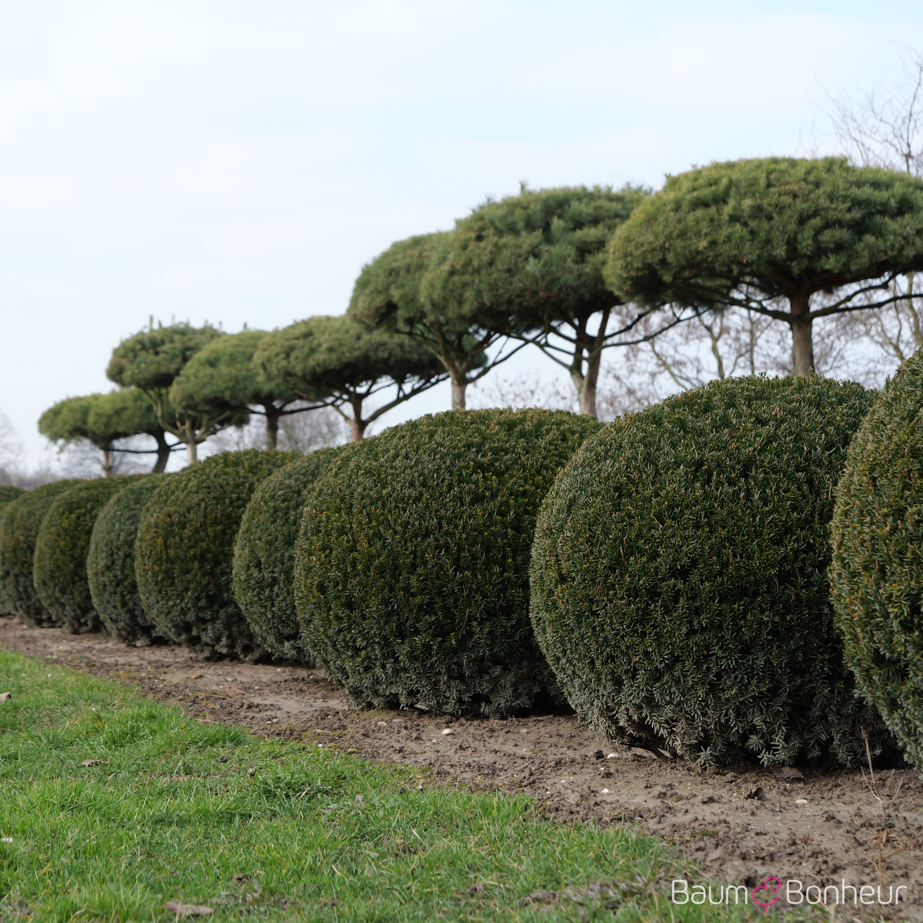 Taxus media 'Hillii'