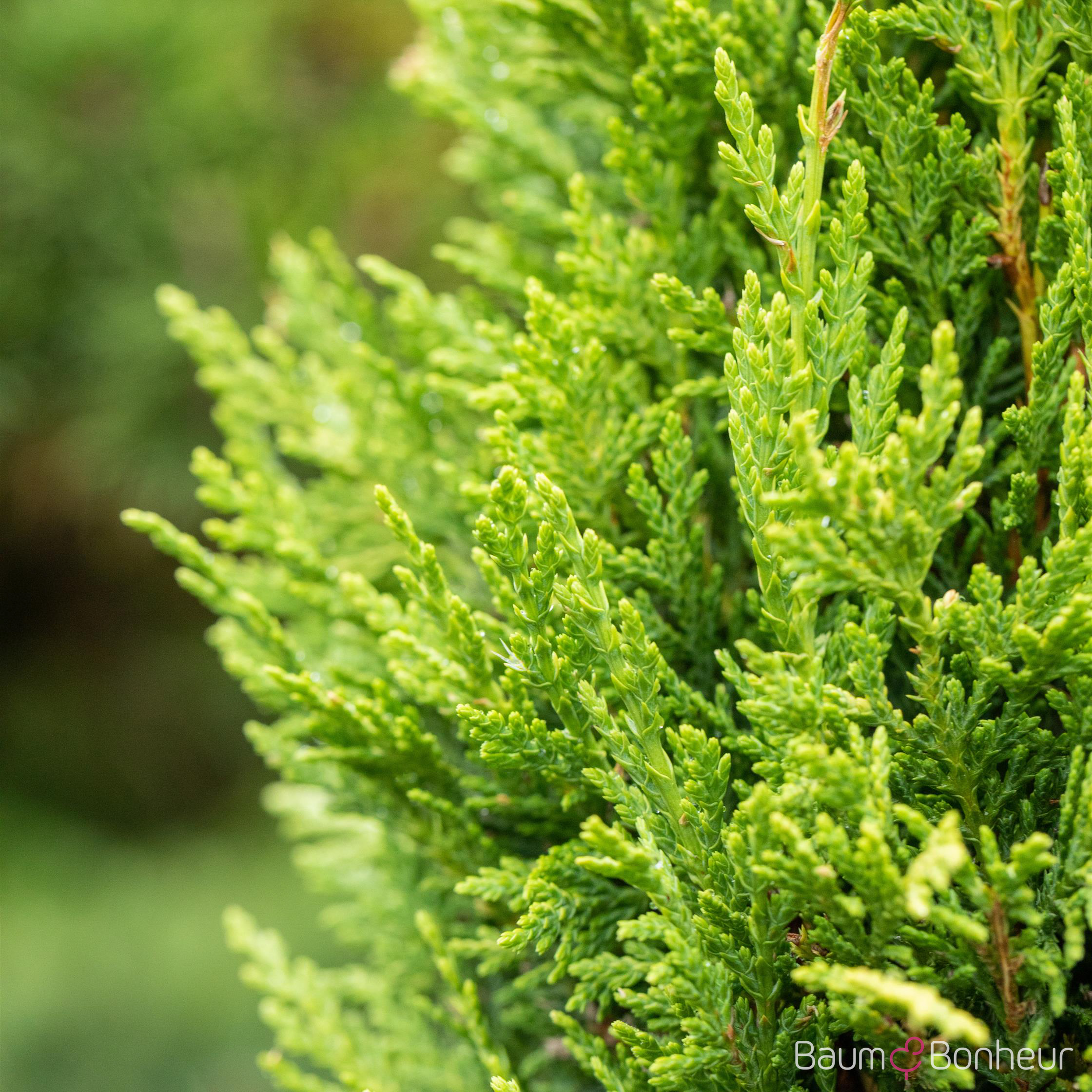 Cupressocyparis leylandii 'Castlewellan'