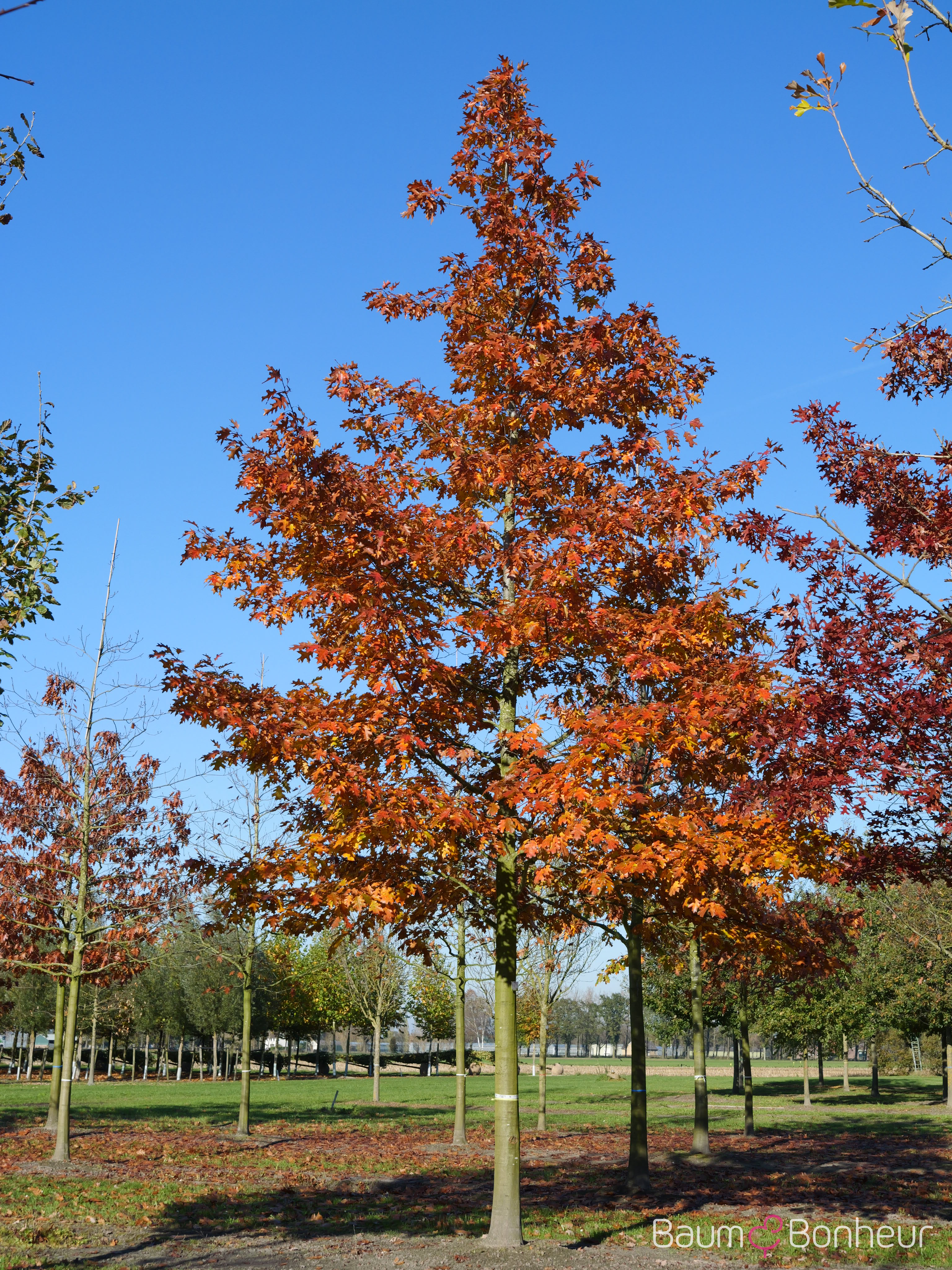 Quercus rubra