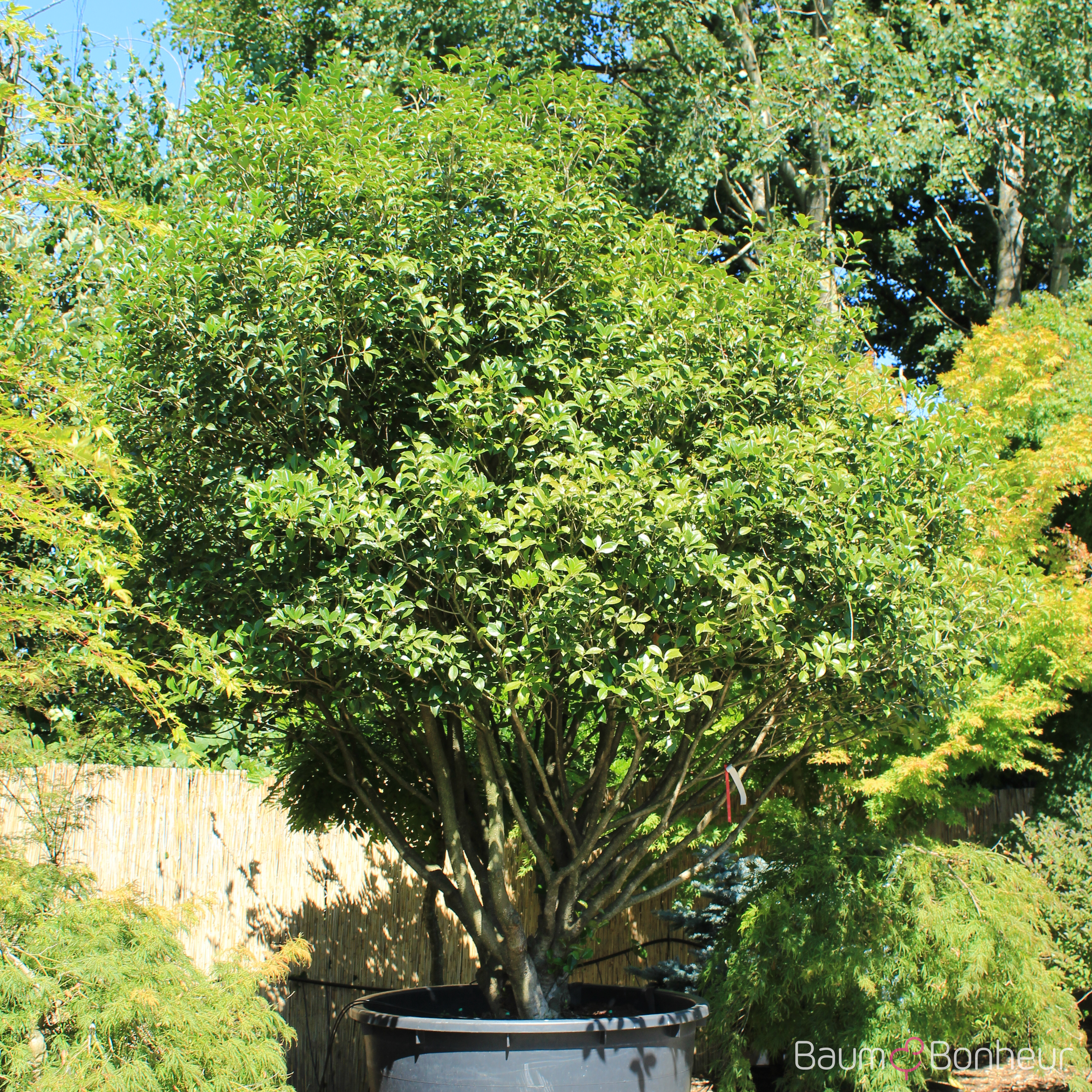 Osmanthus burkwoodii