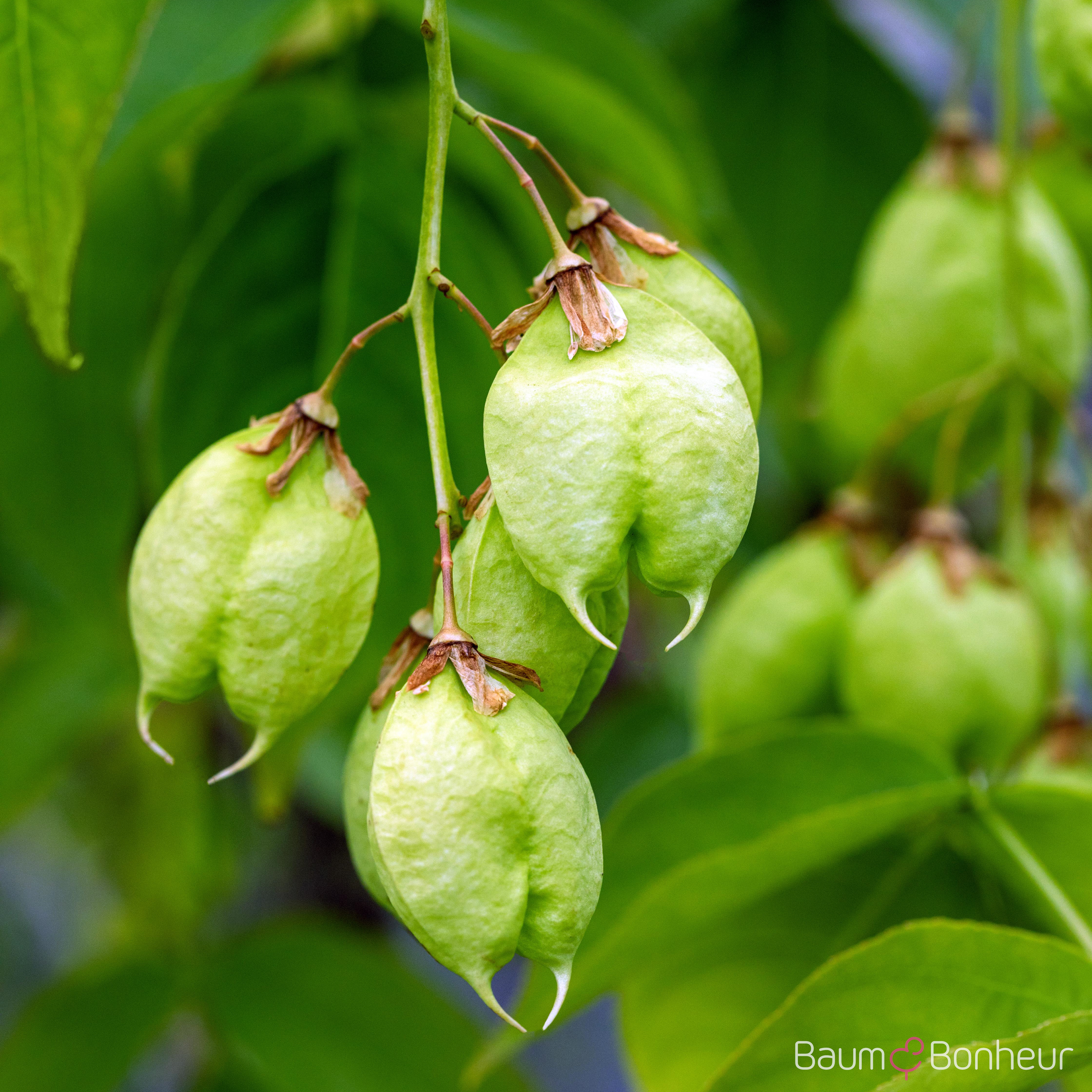 Staphylea colchica