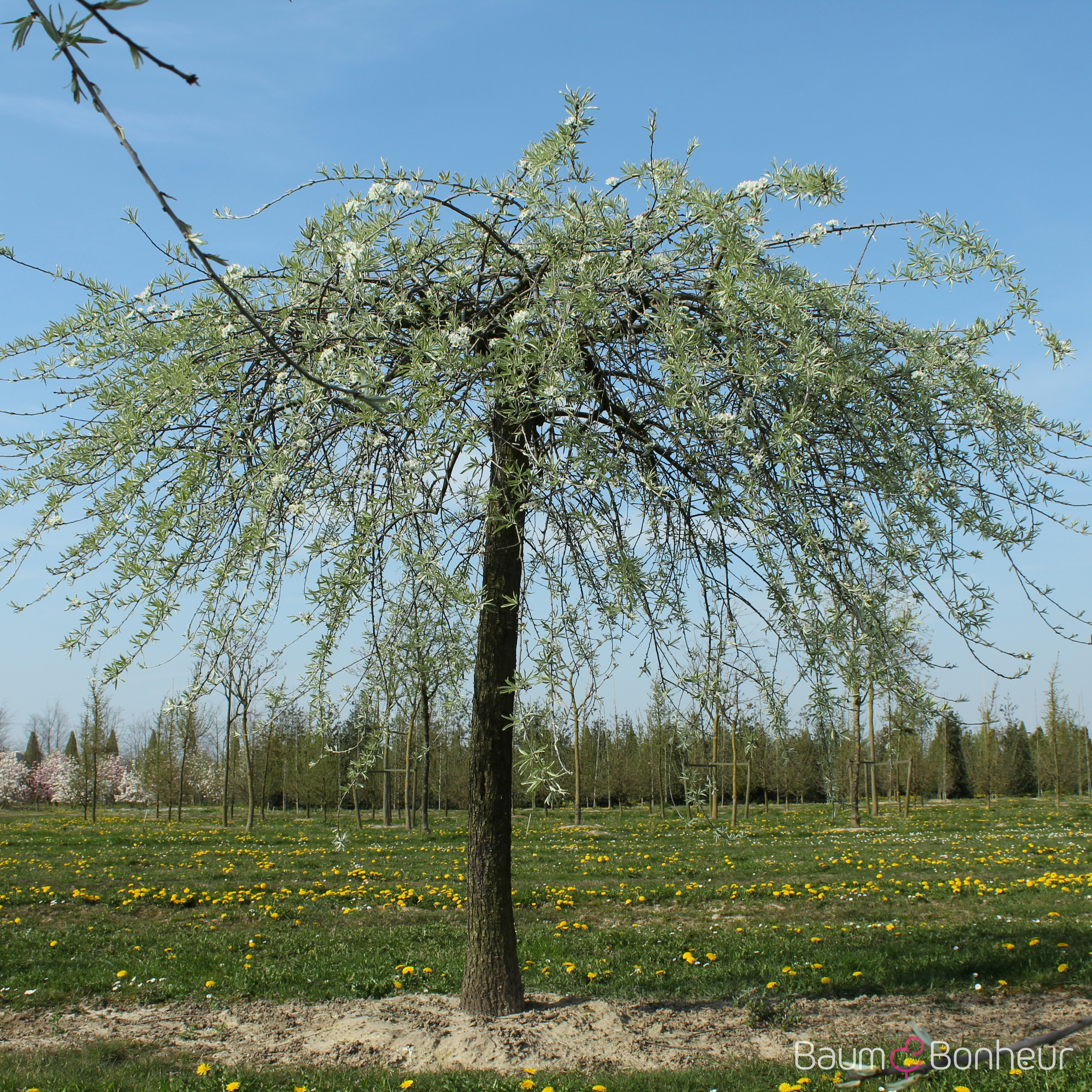 Pyrus salicifolia 'Pendula'