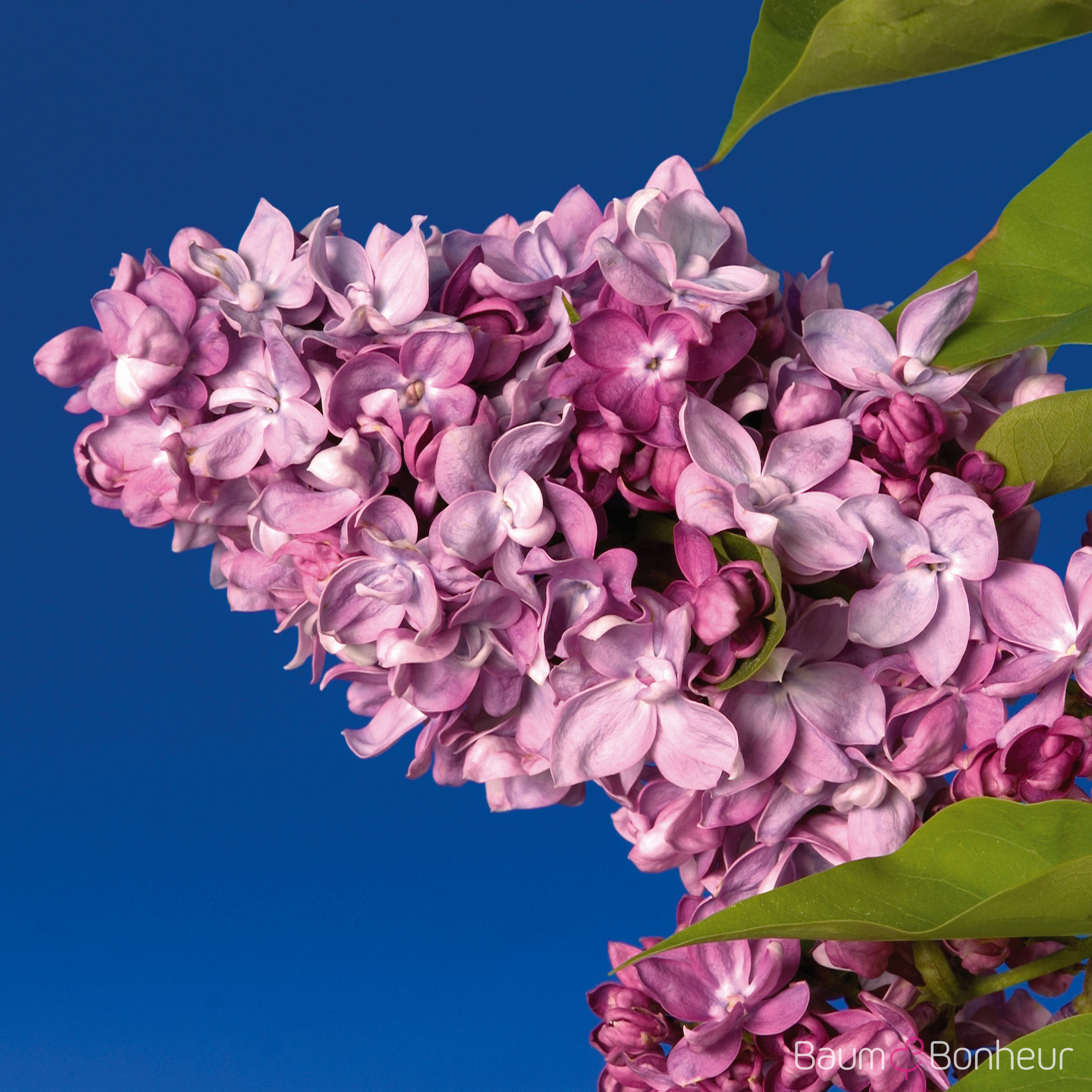 Syringa vulgaris 'Président Poincaré'