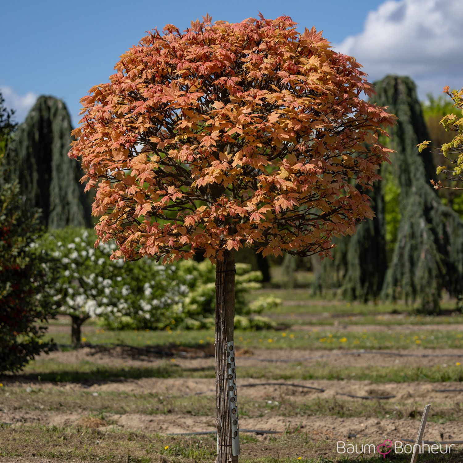 Acer pseudoplatanus 'Brilliantissimum'