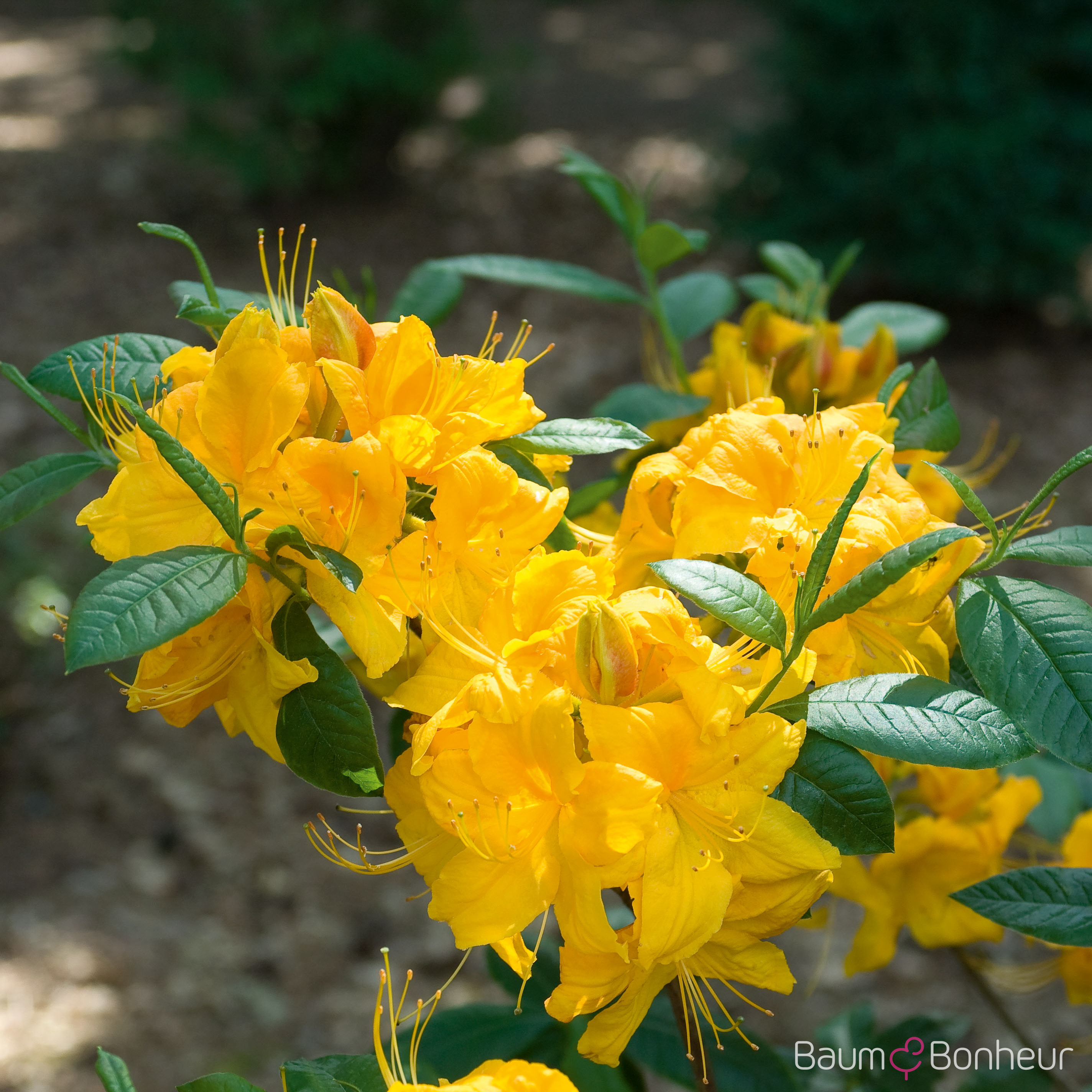Rhododendron luteum 'Klondyke'