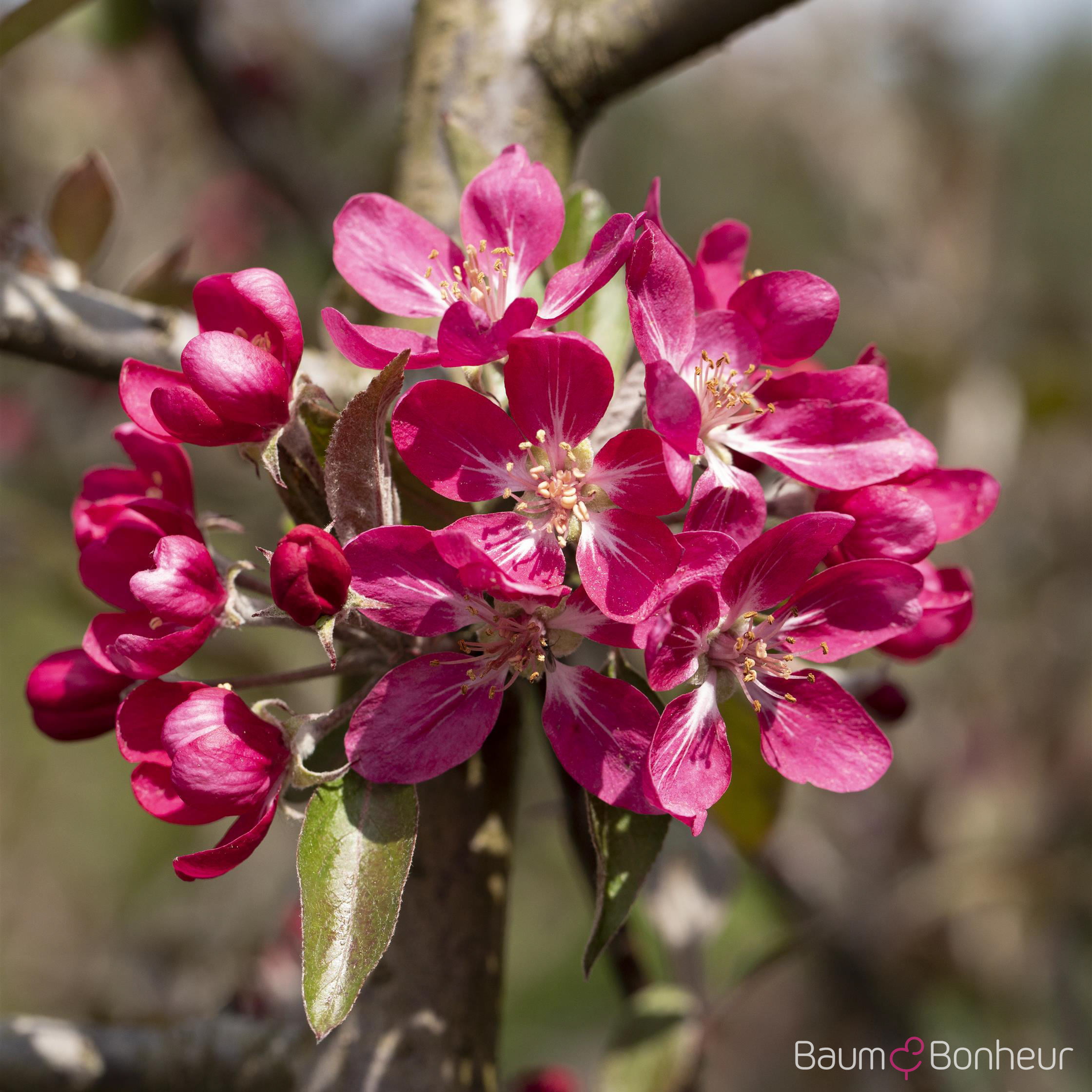 Malus 'Rudolph'