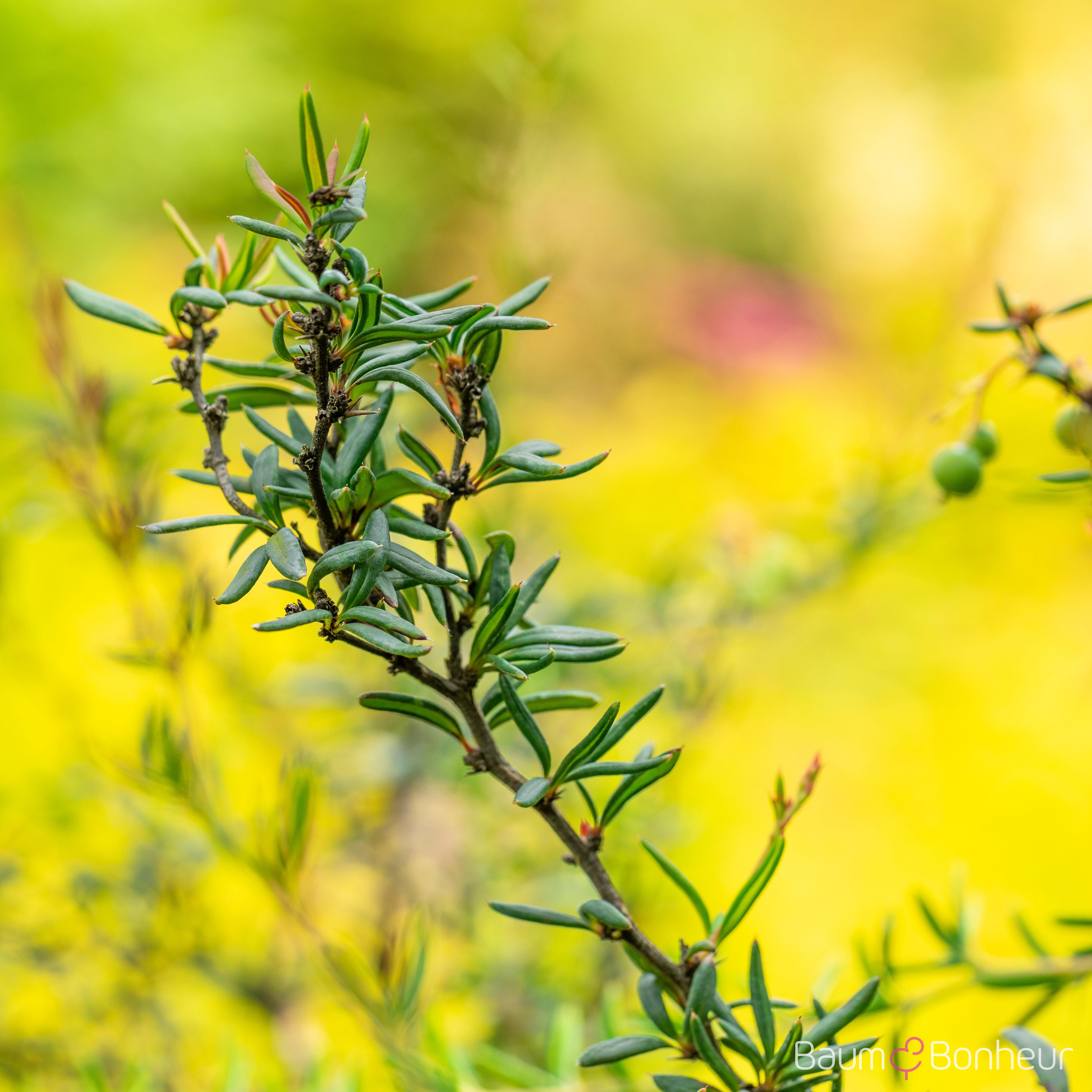 Berberis stenophylla